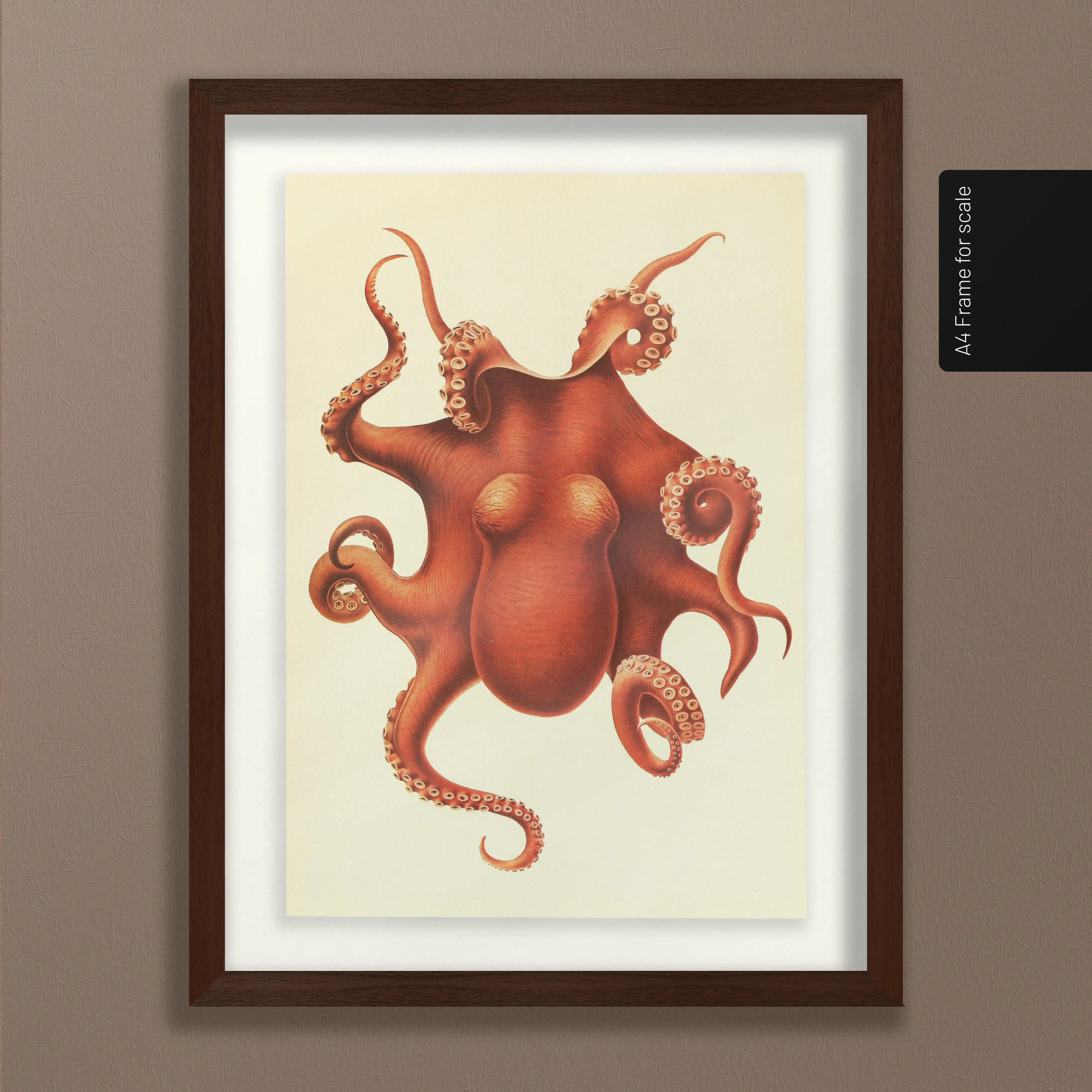 Natural History: Plate No. 109