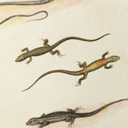 Natural History: Plate No. 110