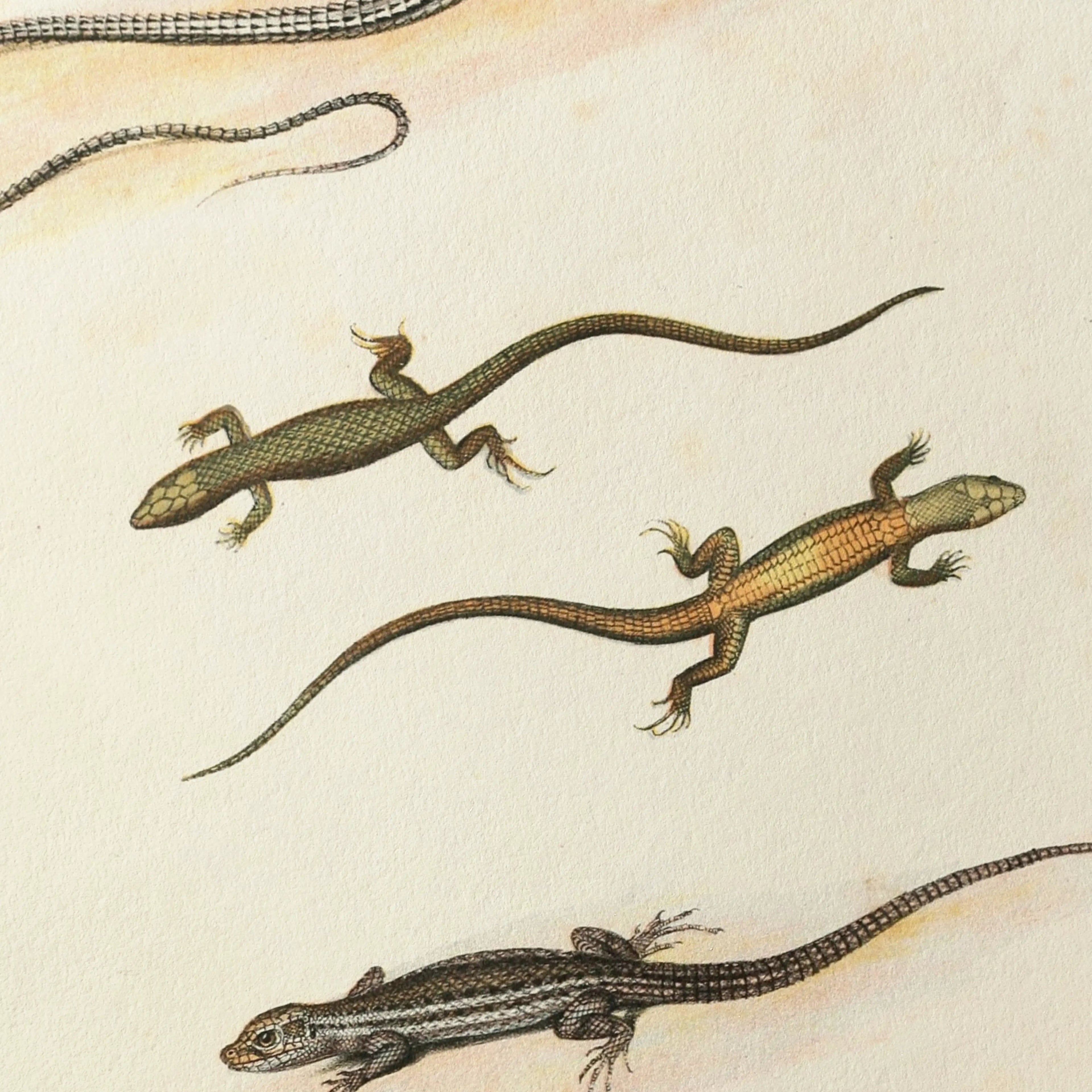 Natural History: Plate No. 110