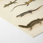 Natural History: Plate No. 110