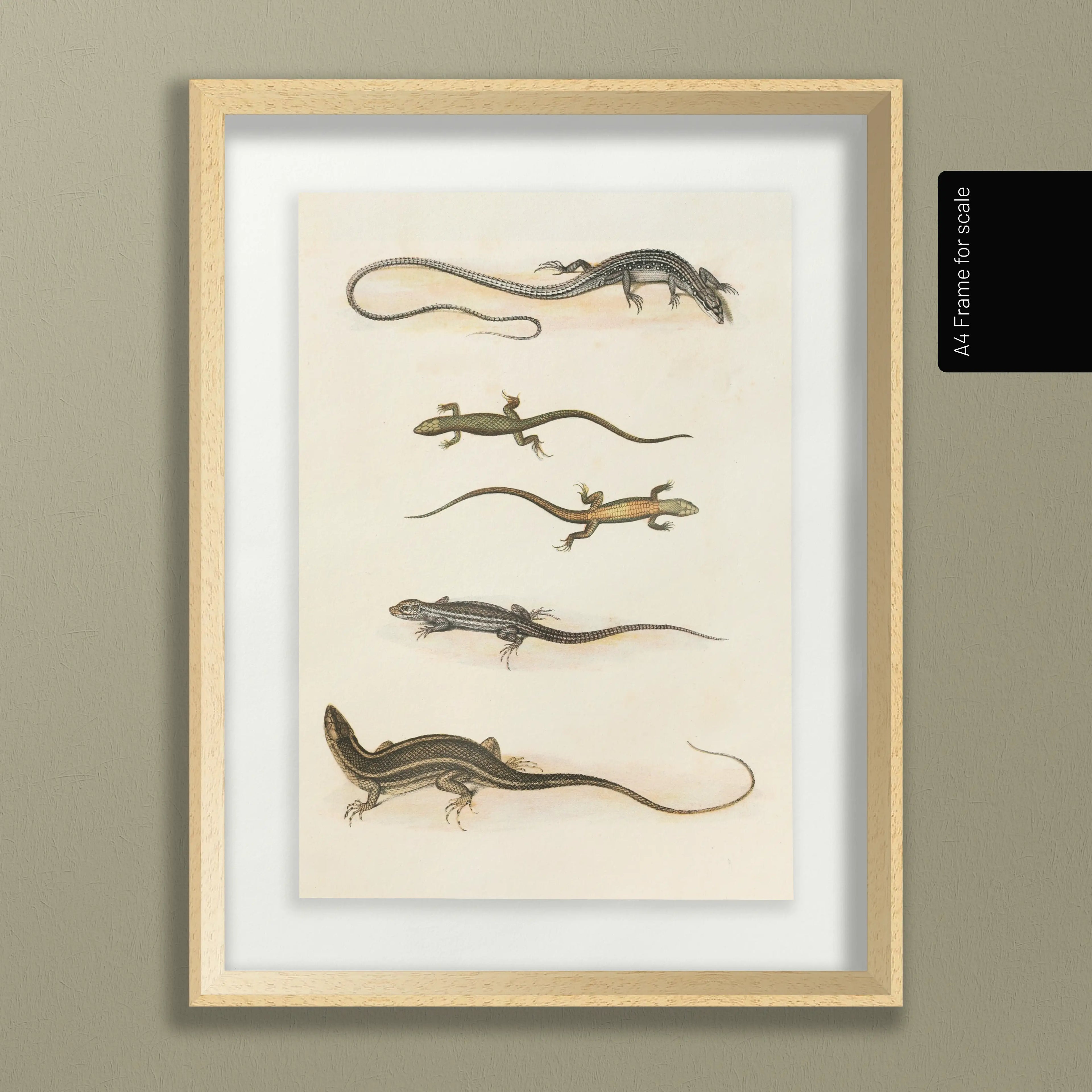 Natural History: Plate No. 110