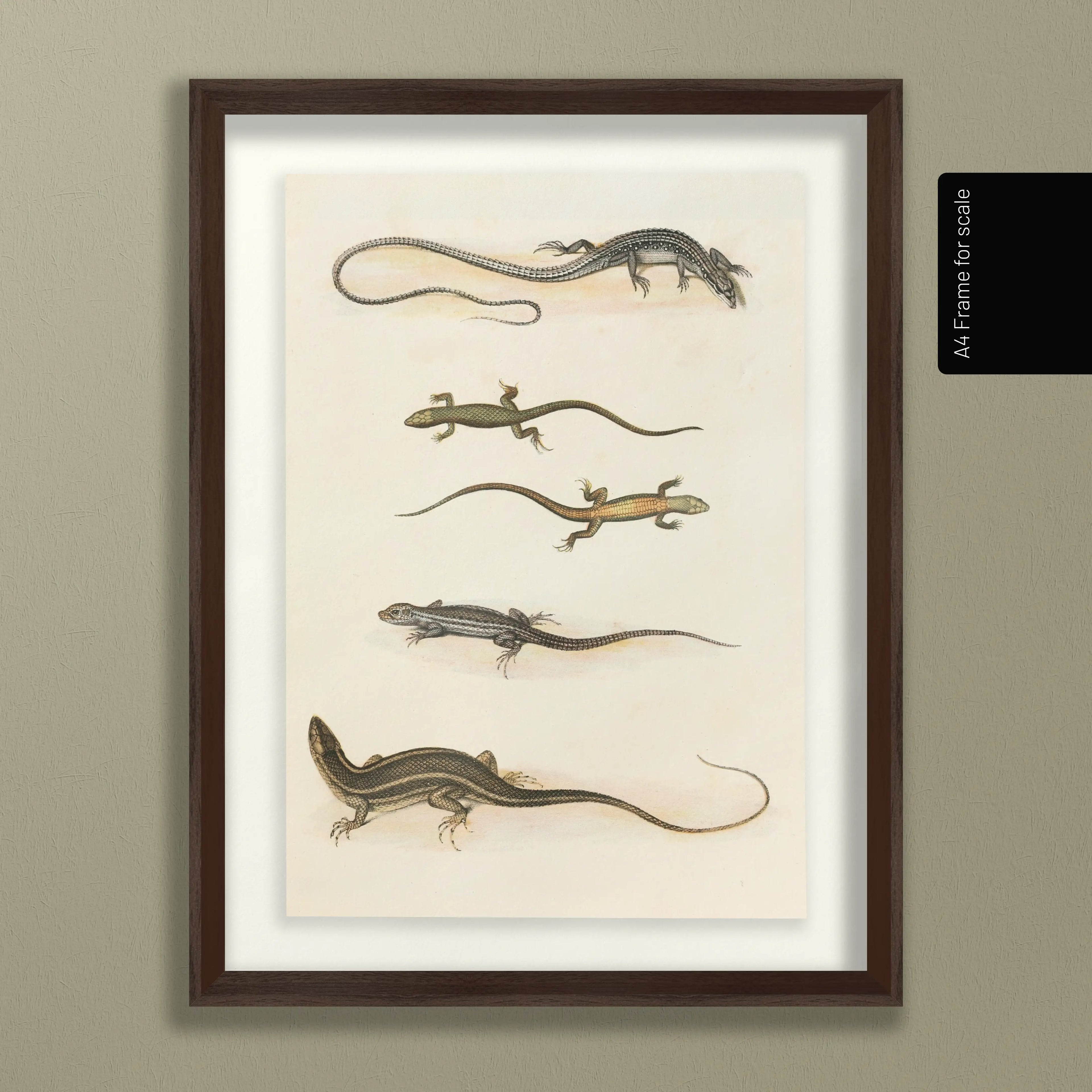 Natural History: Plate No. 110