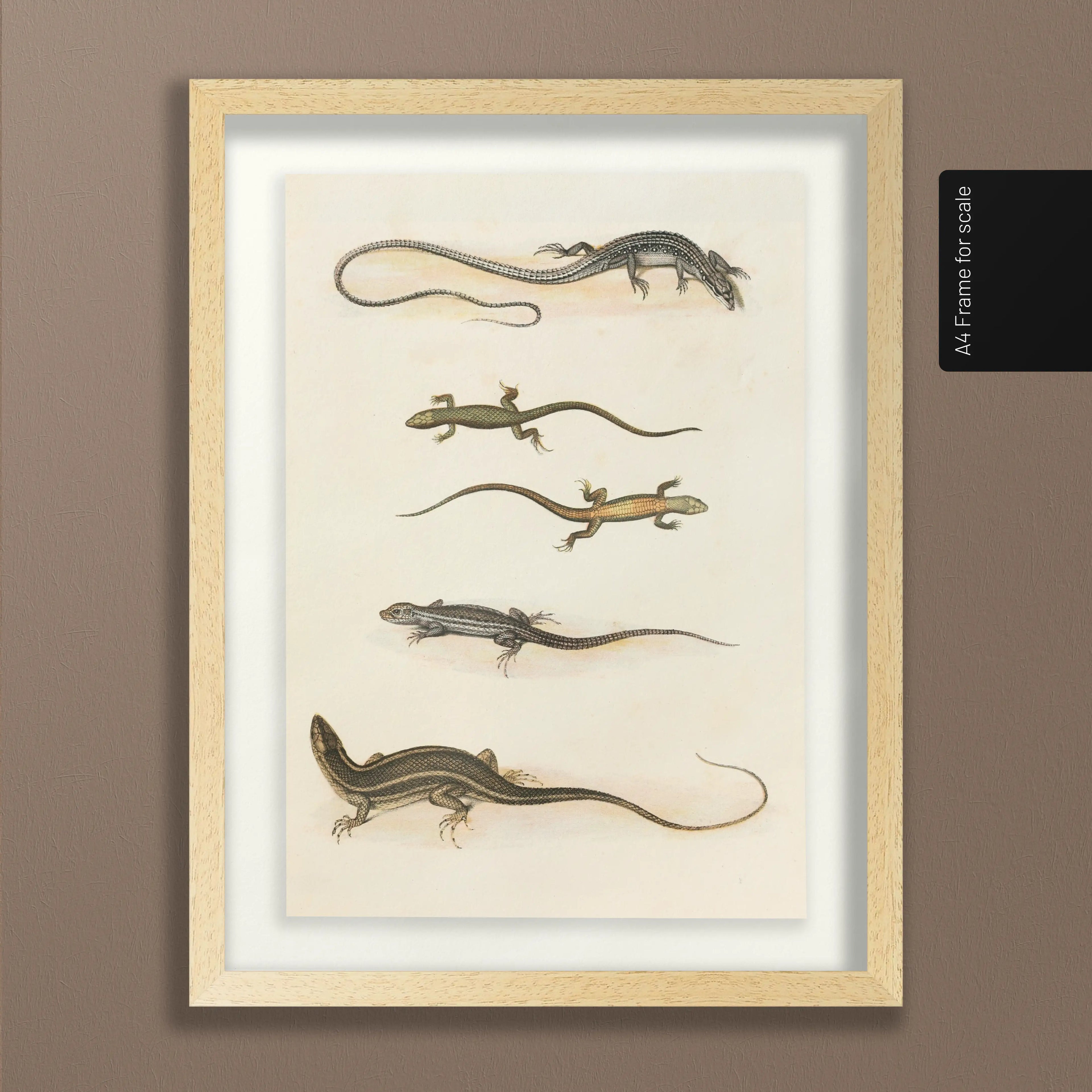 Natural History: Plate No. 110