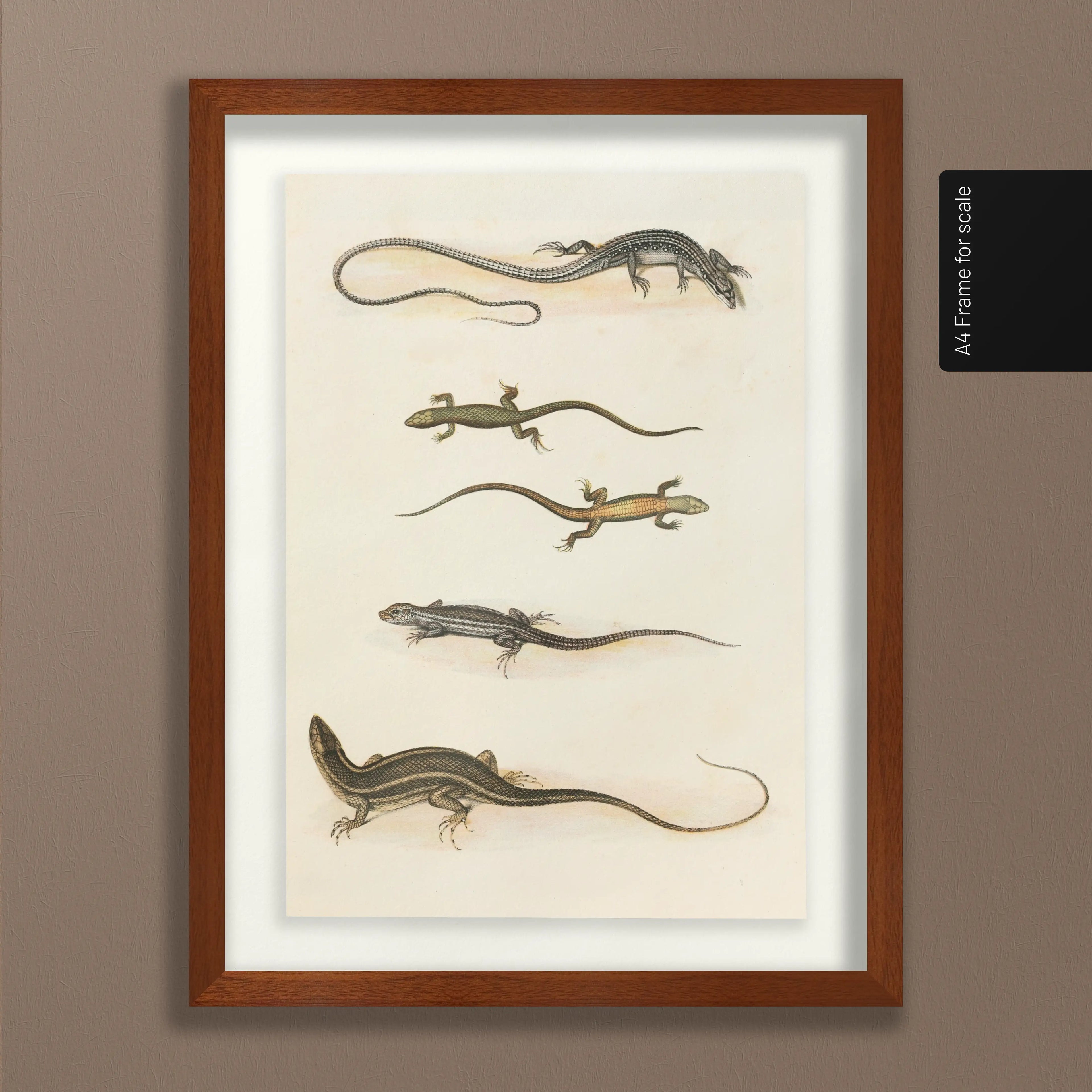 Natural History: Plate No. 110