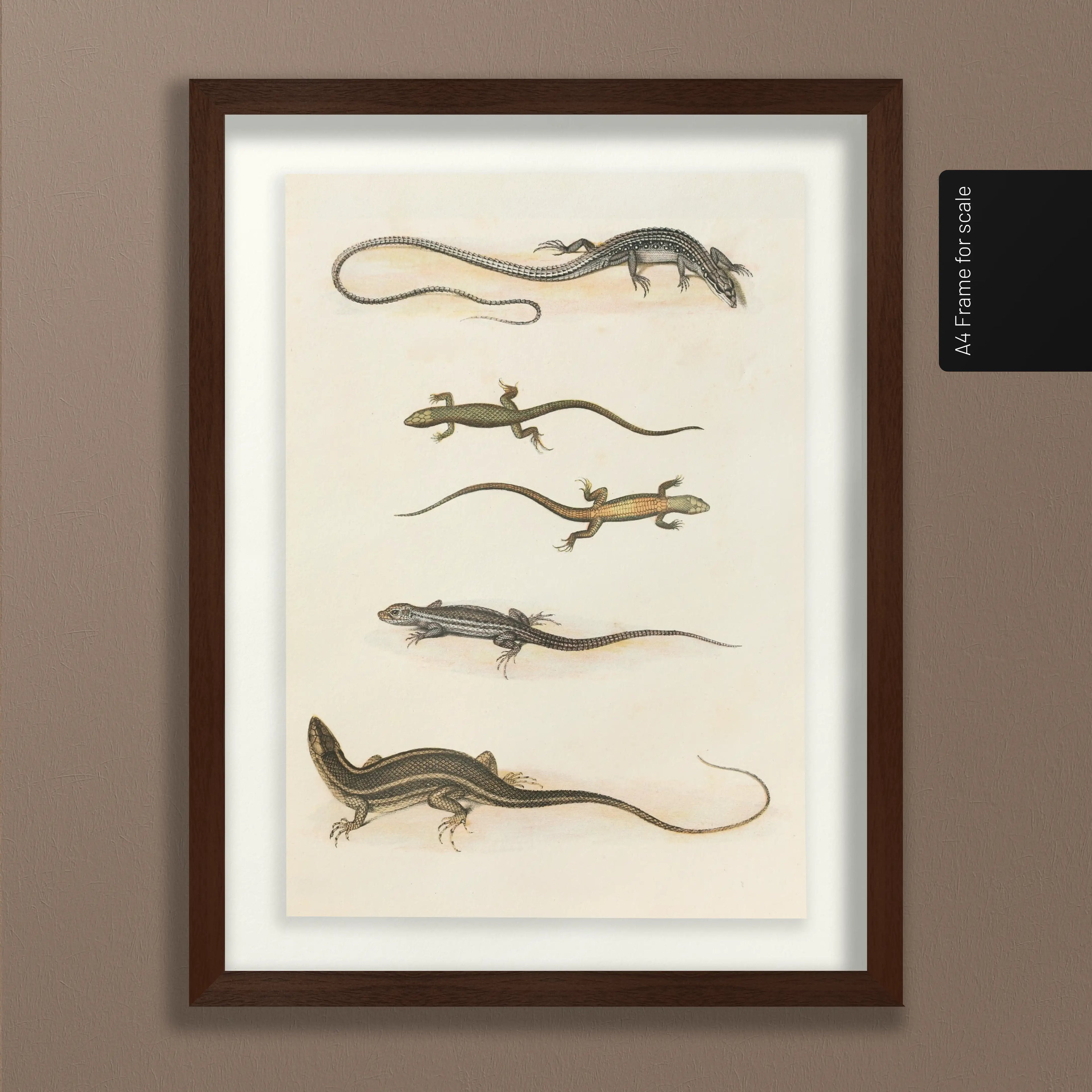 Natural History: Plate No. 110