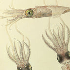 Natural History: Plate No. 111