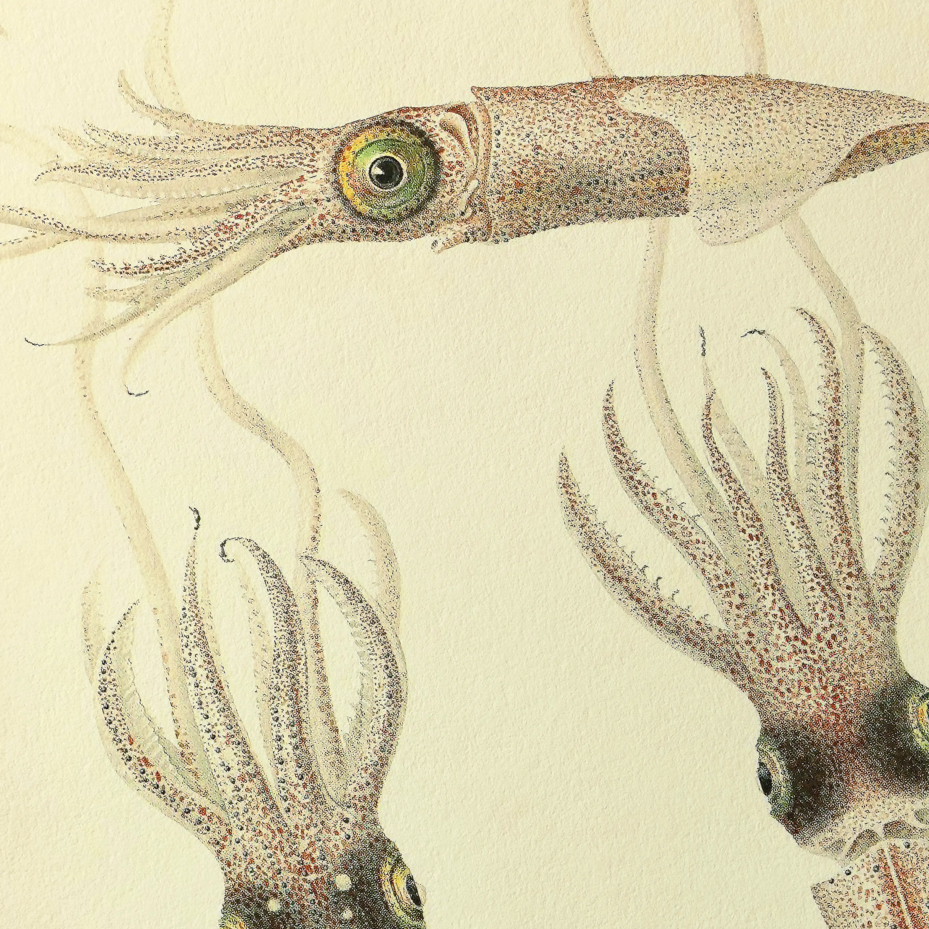 Natural History: Plate No. 111