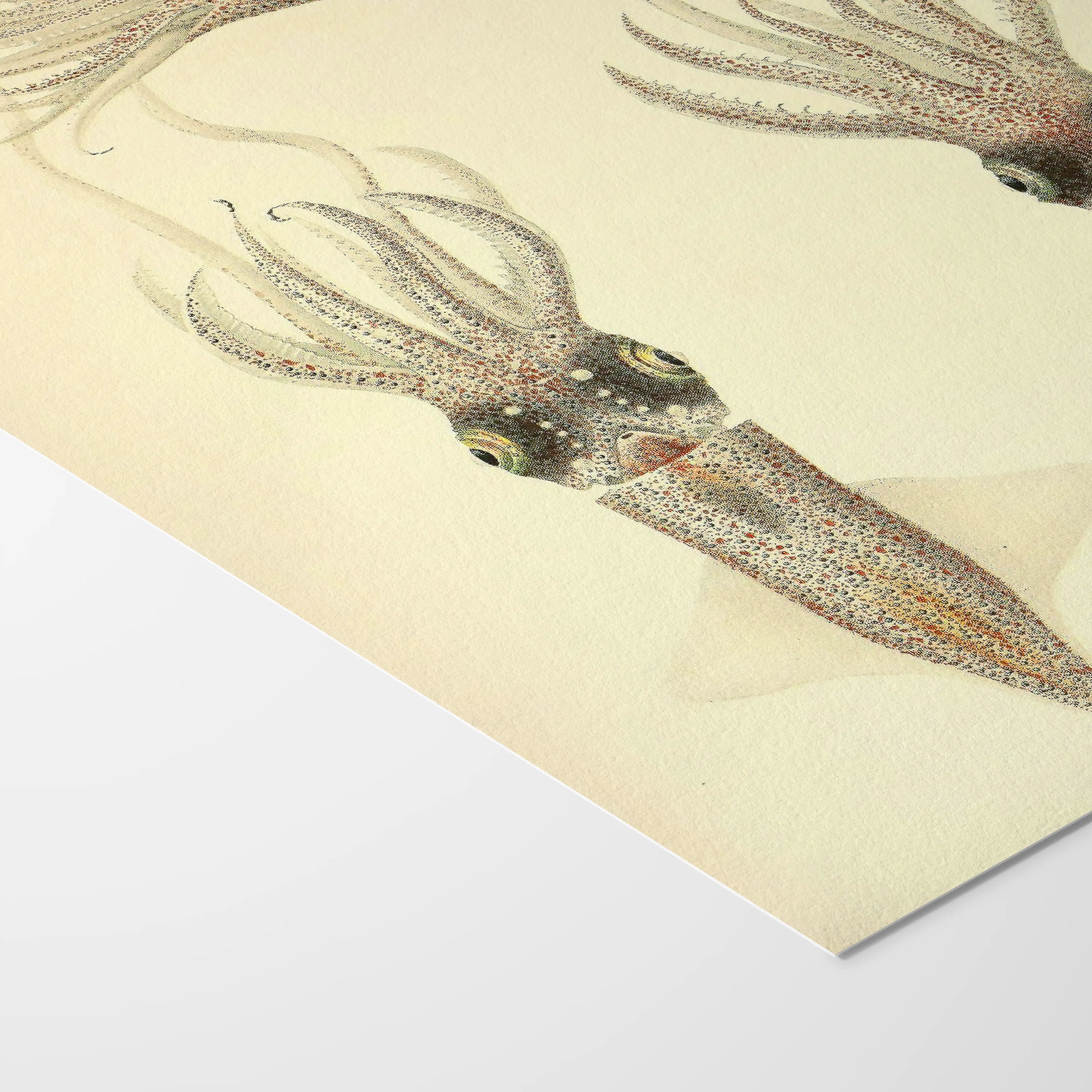 Natural History: Plate No. 111