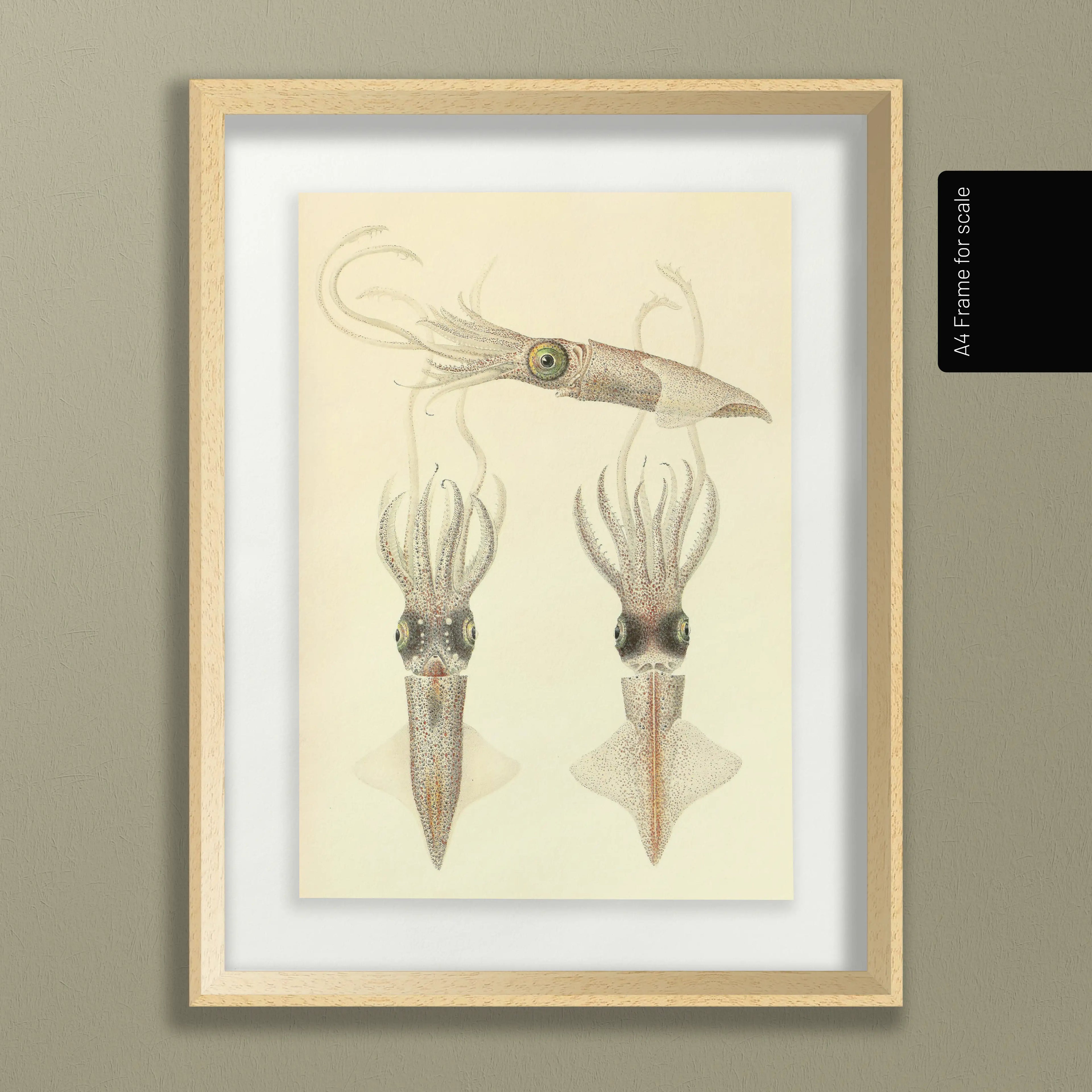 Natural History: Plate No. 111