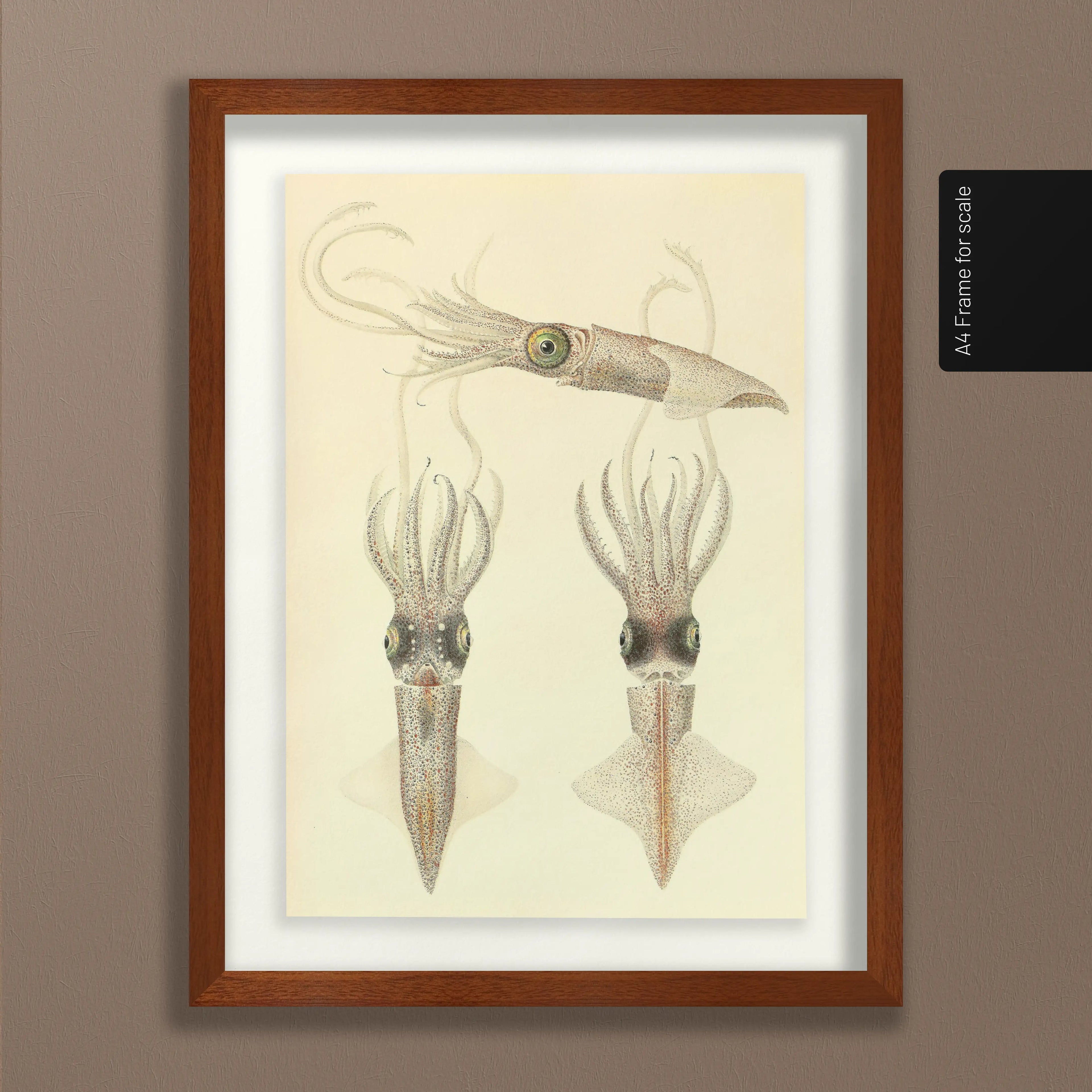 Natural History: Plate No. 111