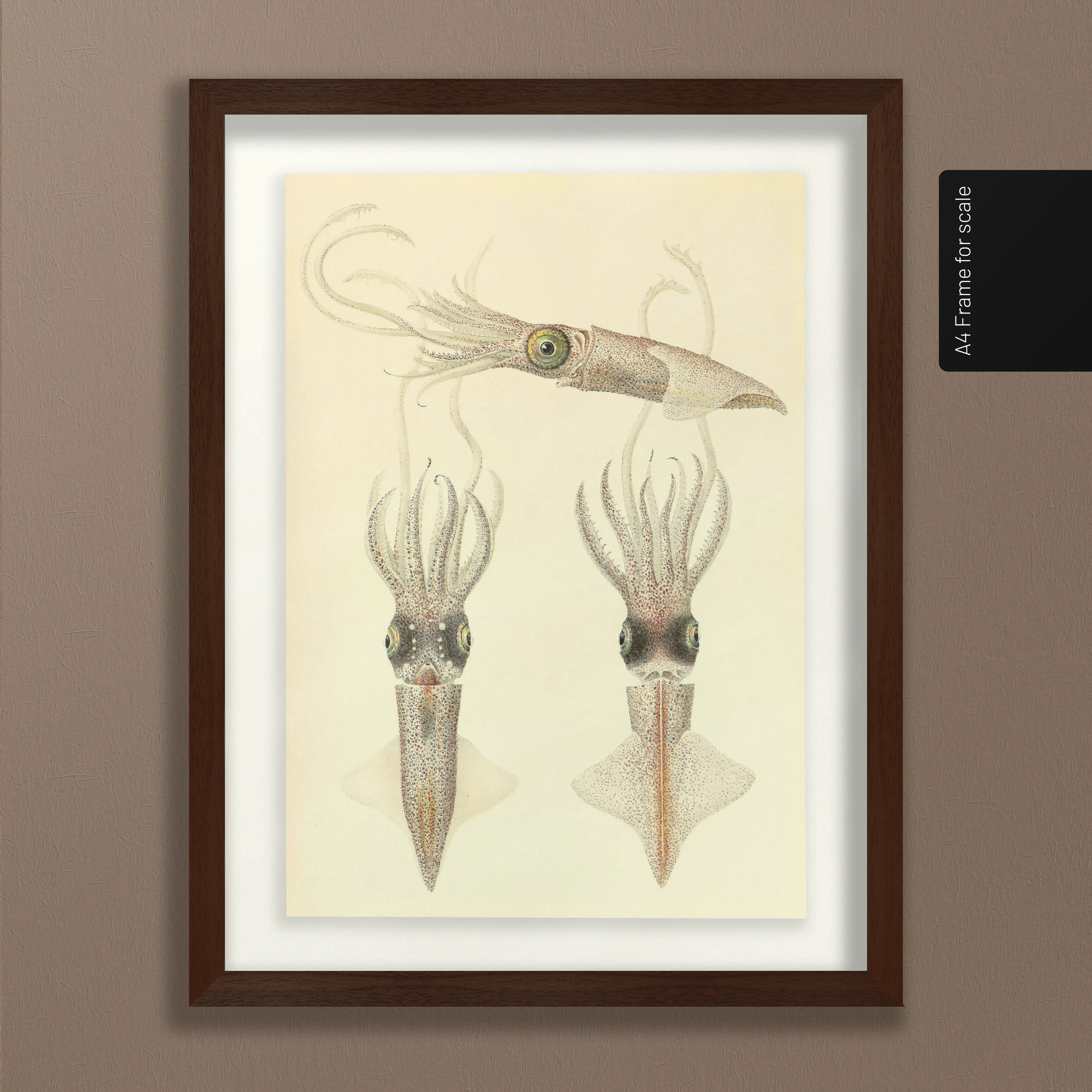 Natural History: Plate No. 111