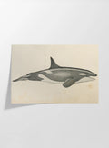 Natural History: Plate No. 112