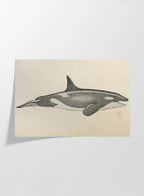 Natural History: Plate No. 112