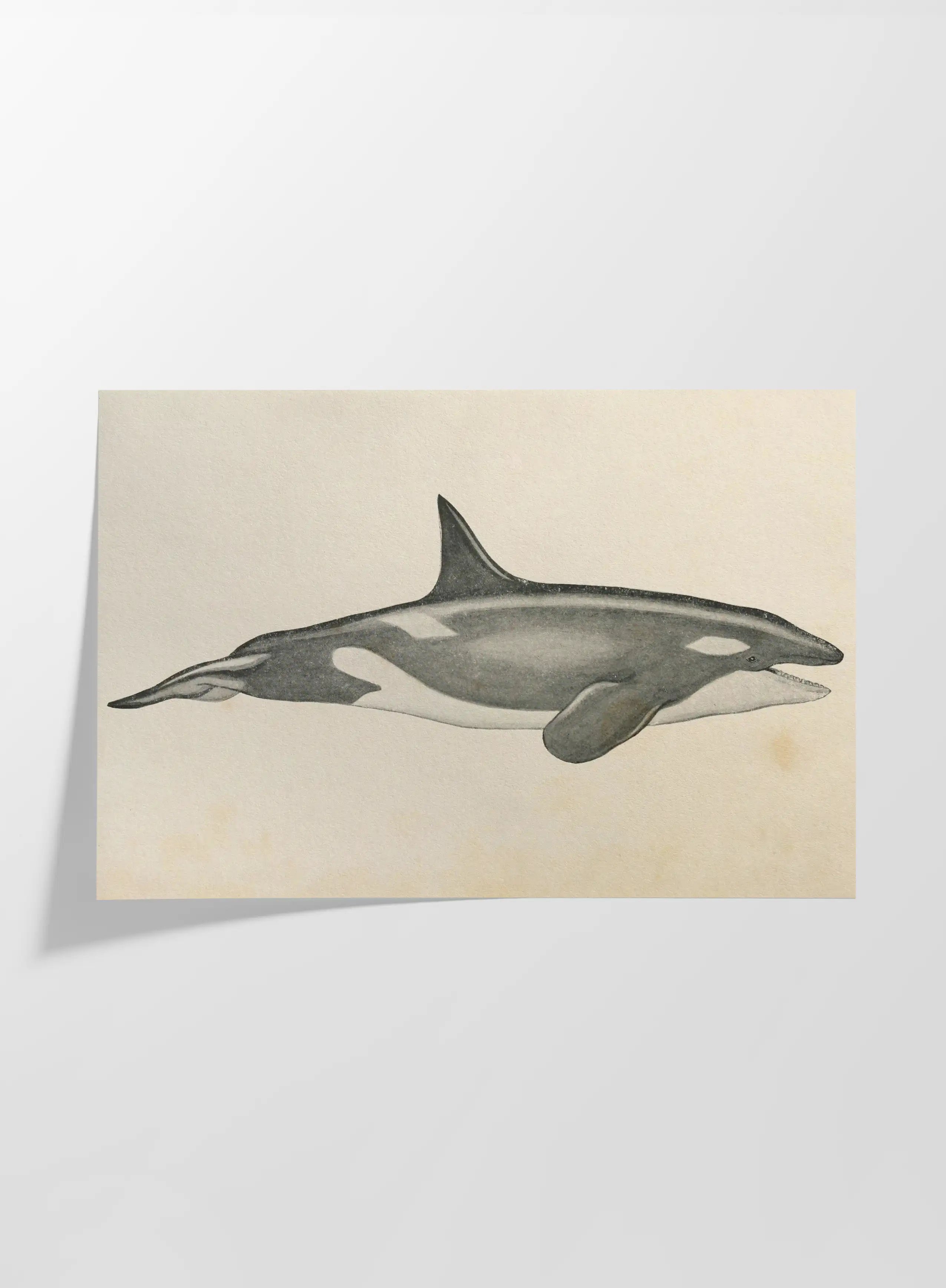 Natural History: Plate No. 112