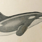Natural History: Plate No. 112