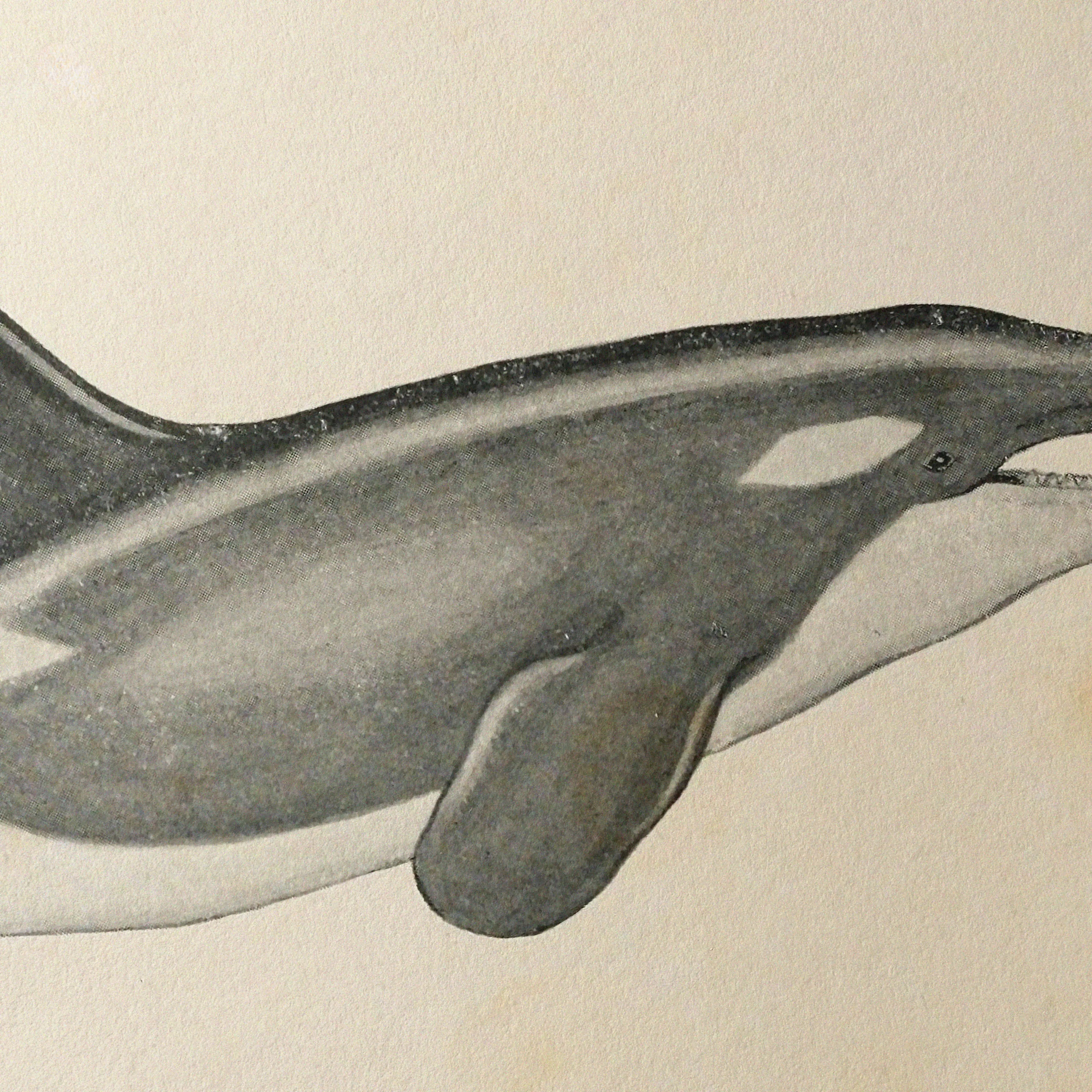 Natural History: Plate No. 112