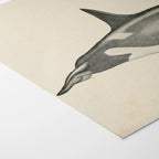 Natural History: Plate No. 112