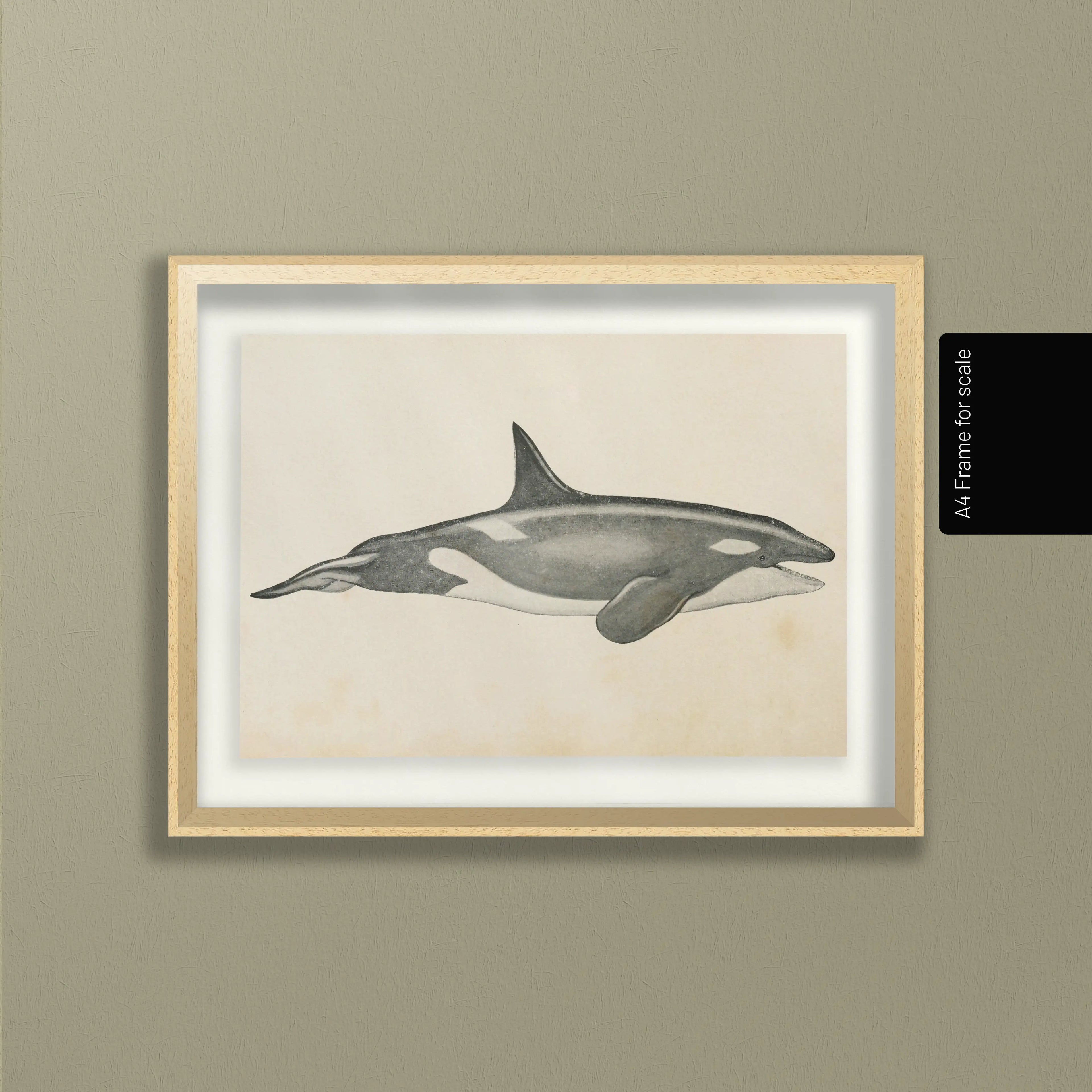 Natural History: Plate No. 112