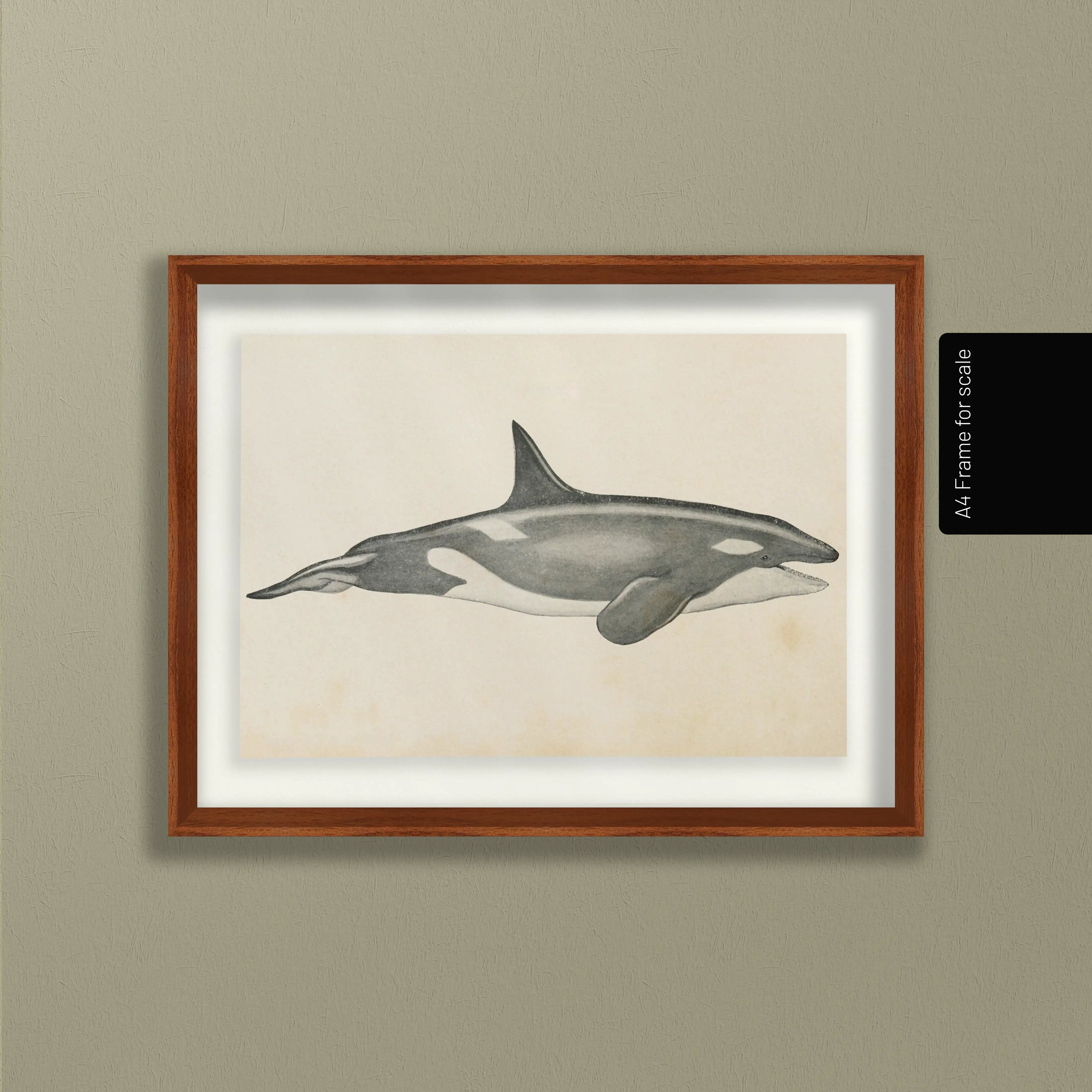 Natural History: Plate No. 112