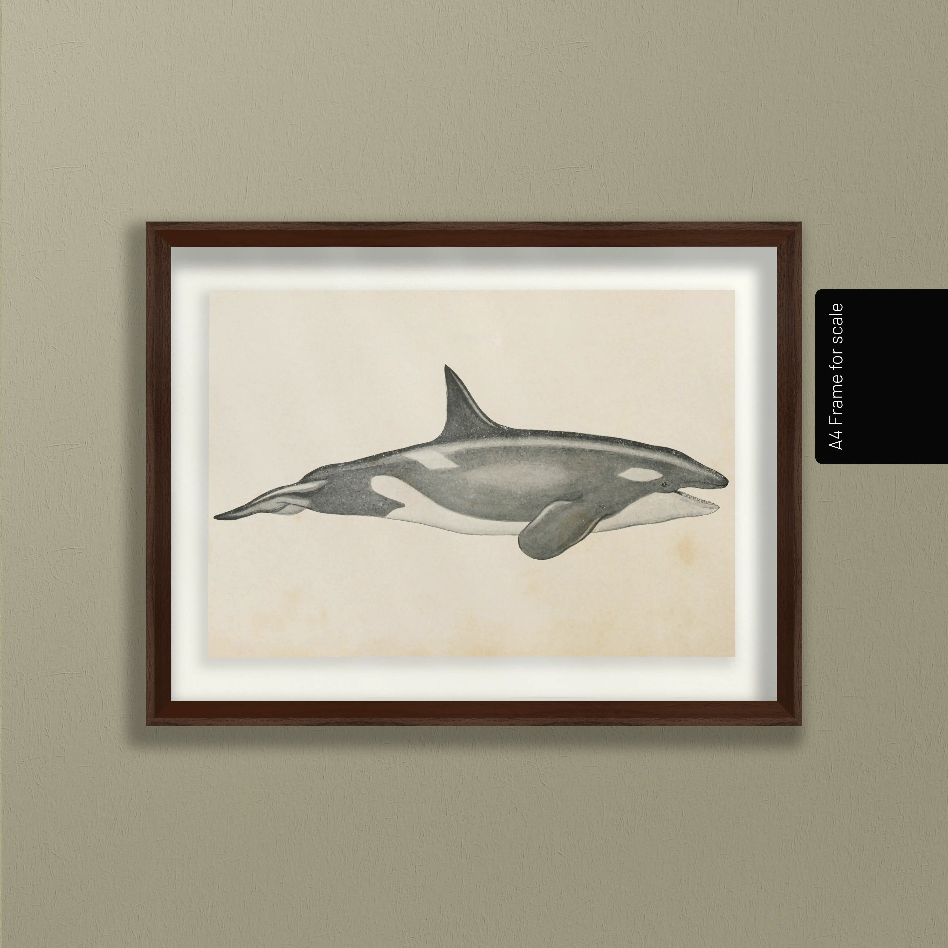 Natural History: Plate No. 112