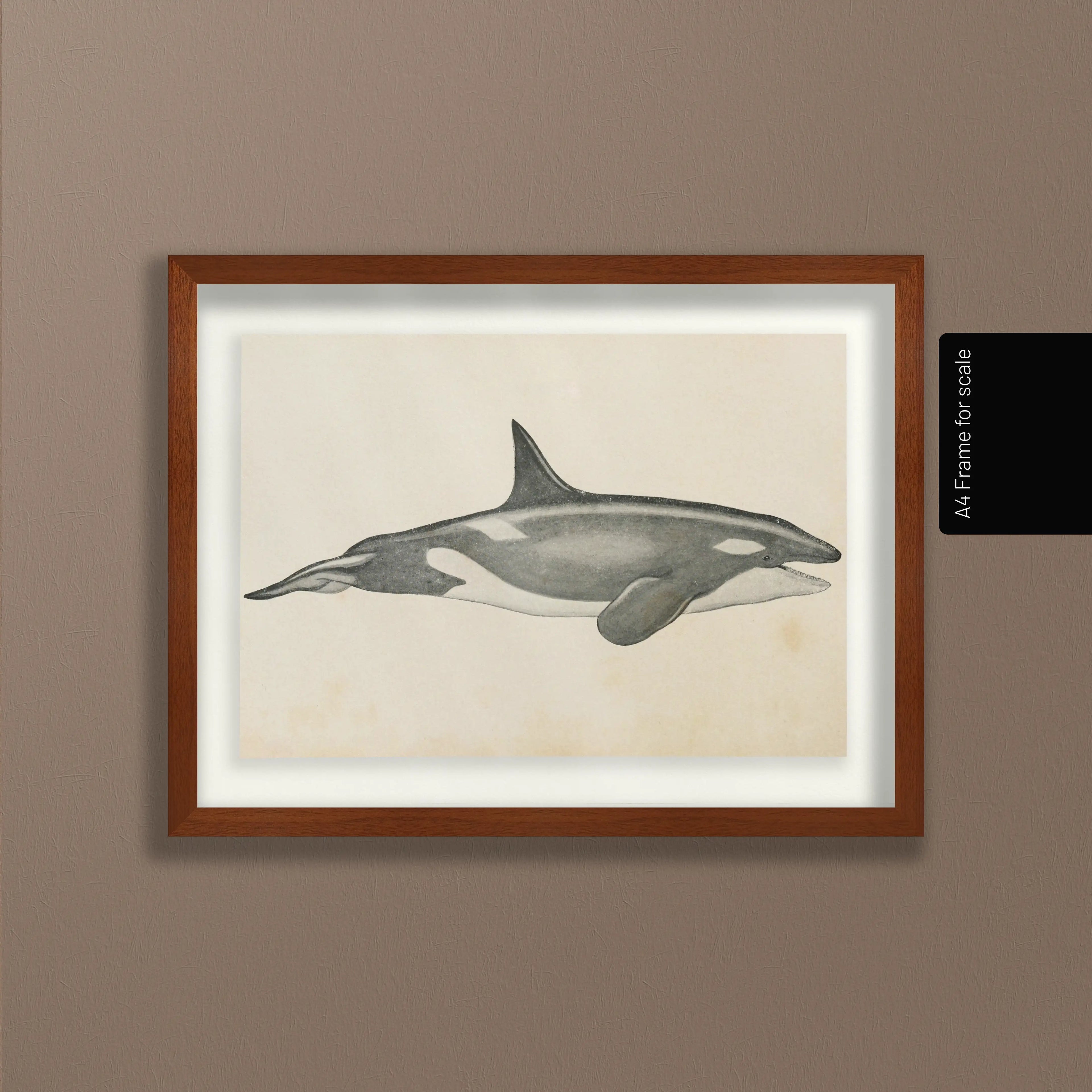 Natural History: Plate No. 112