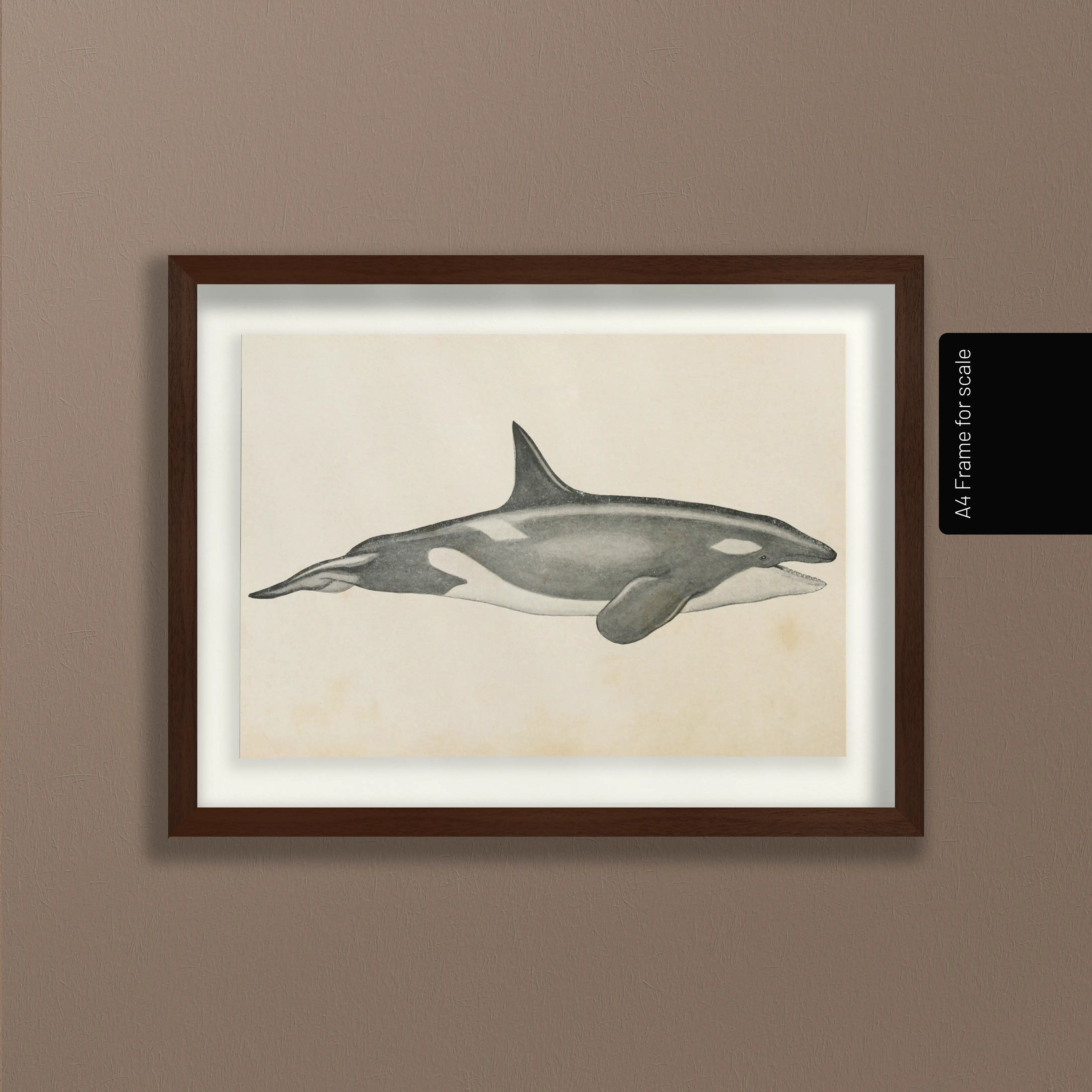 Natural History: Plate No. 112