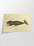 Natural History: Plate No. 113