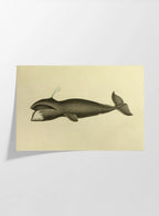 Natural History: Plate No. 113