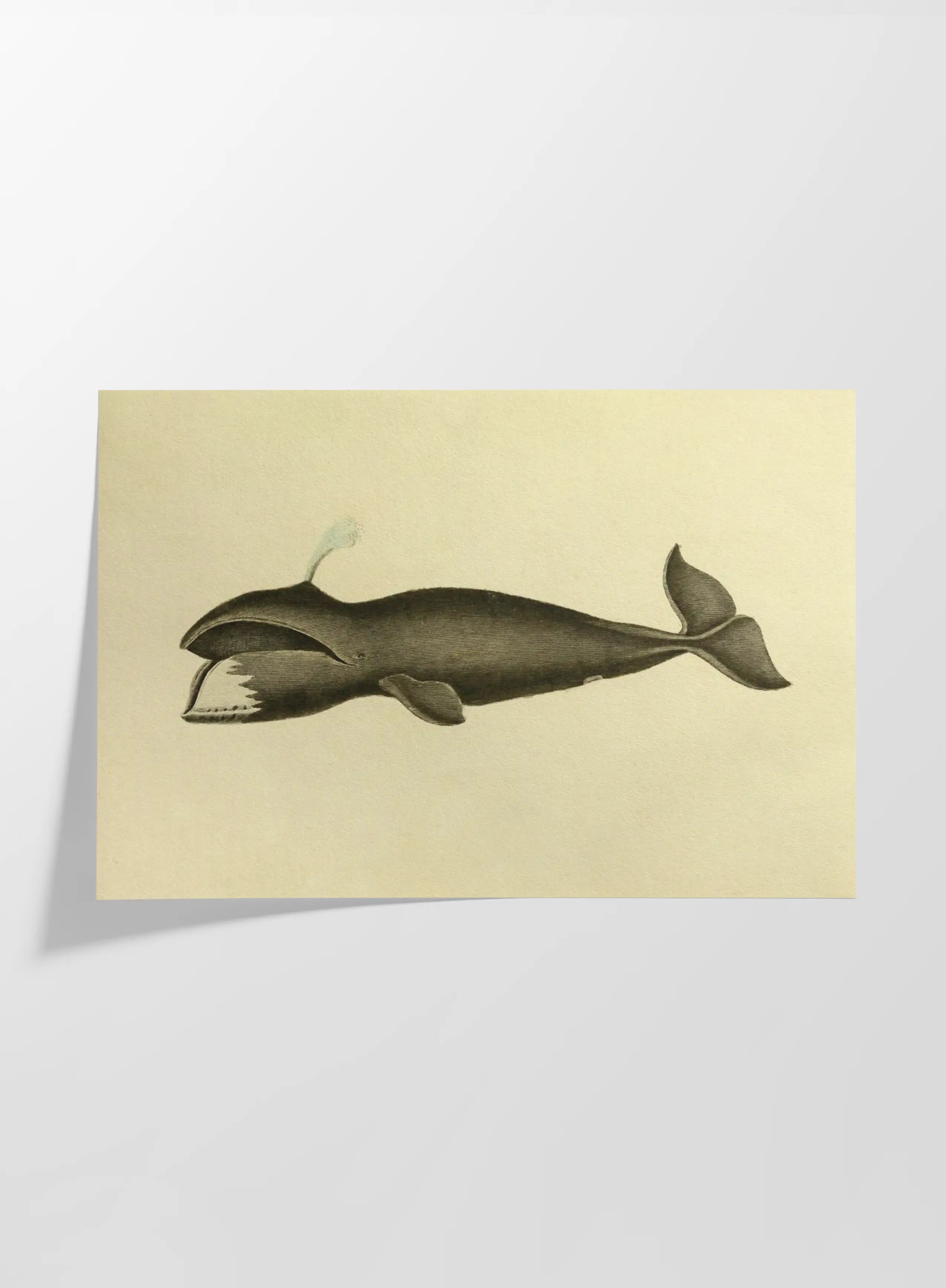 Natural History: Plate No. 113