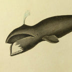 Natural History: Plate No. 113