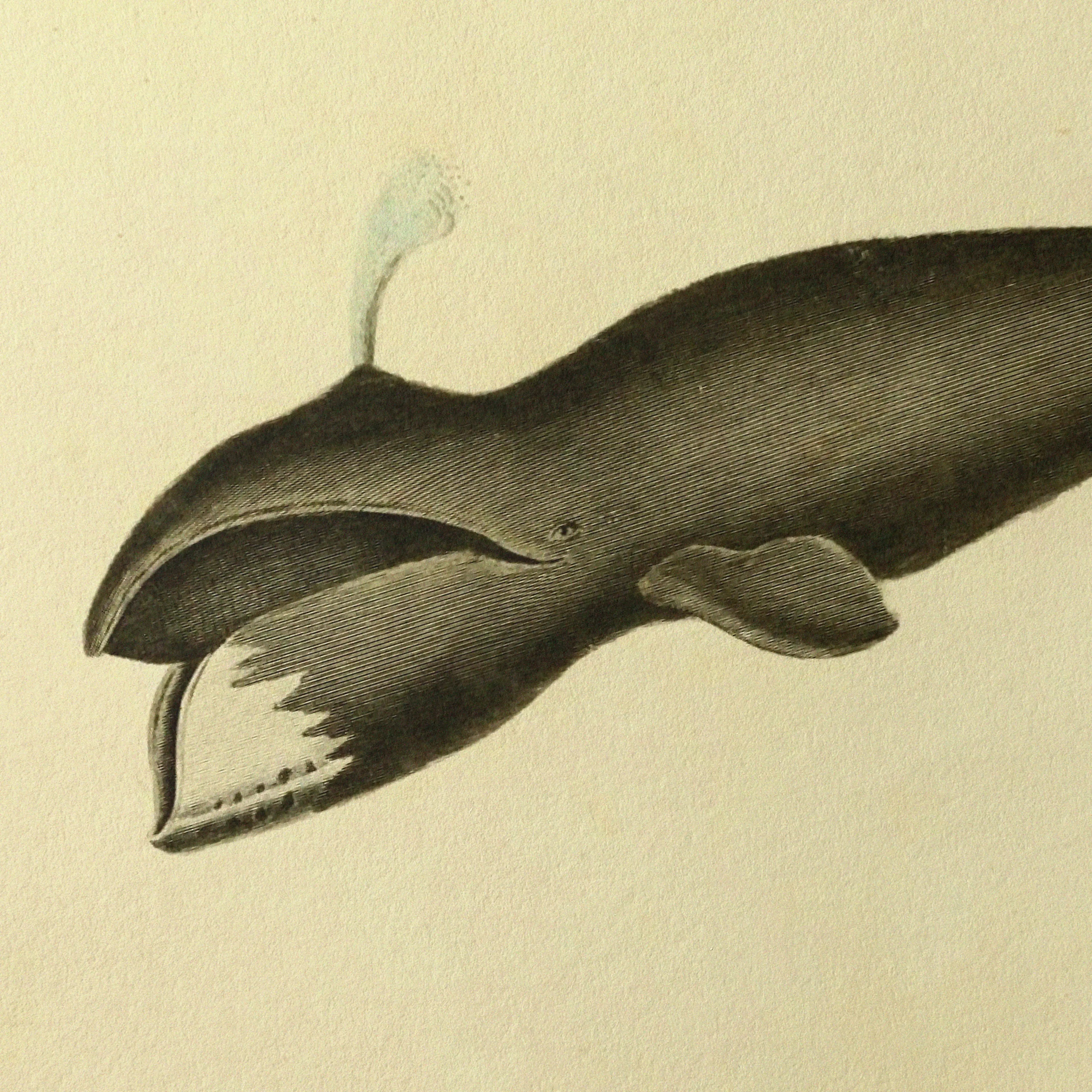 Natural History: Plate No. 113