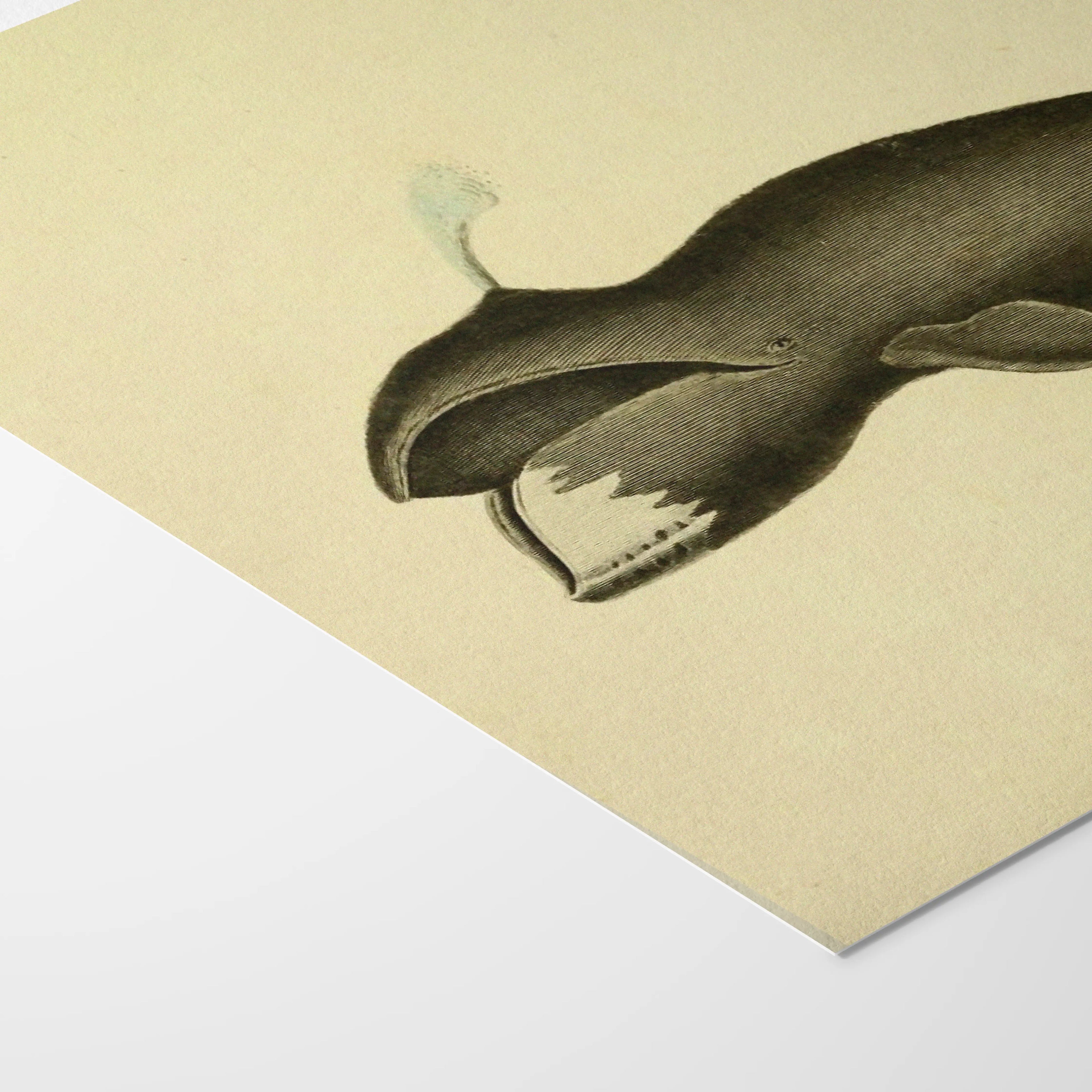 Natural History: Plate No. 113