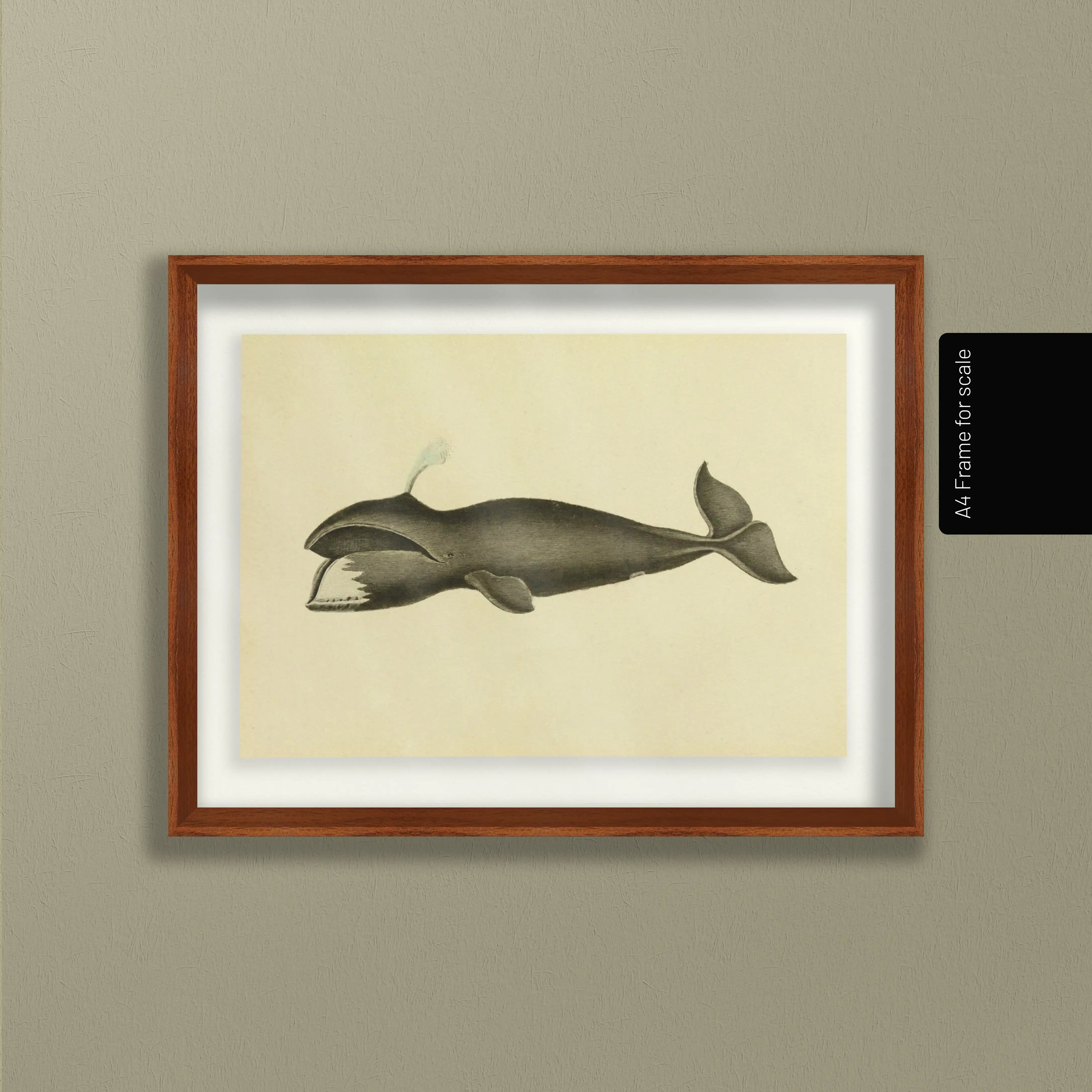 Natural History: Plate No. 113