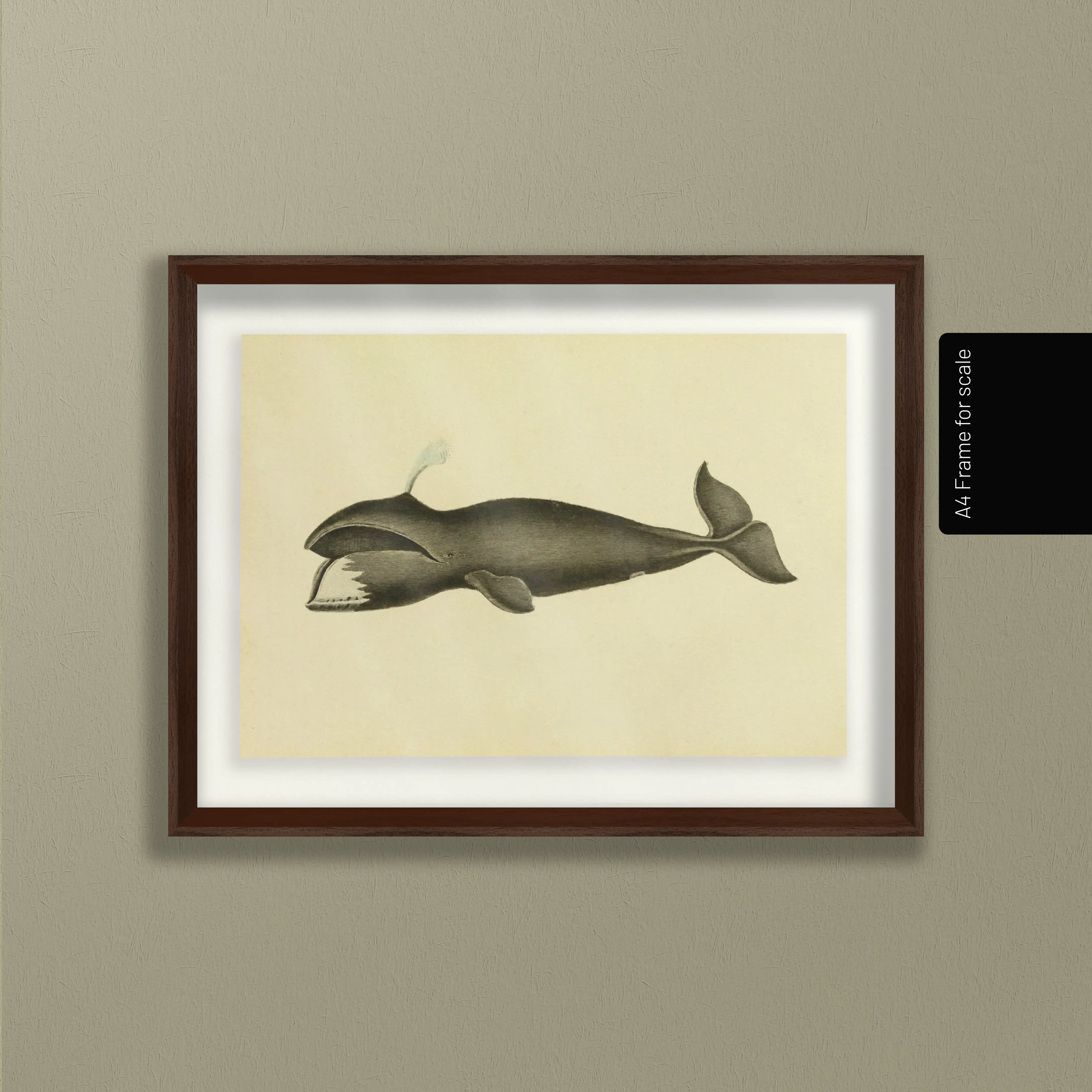 Natural History: Plate No. 113