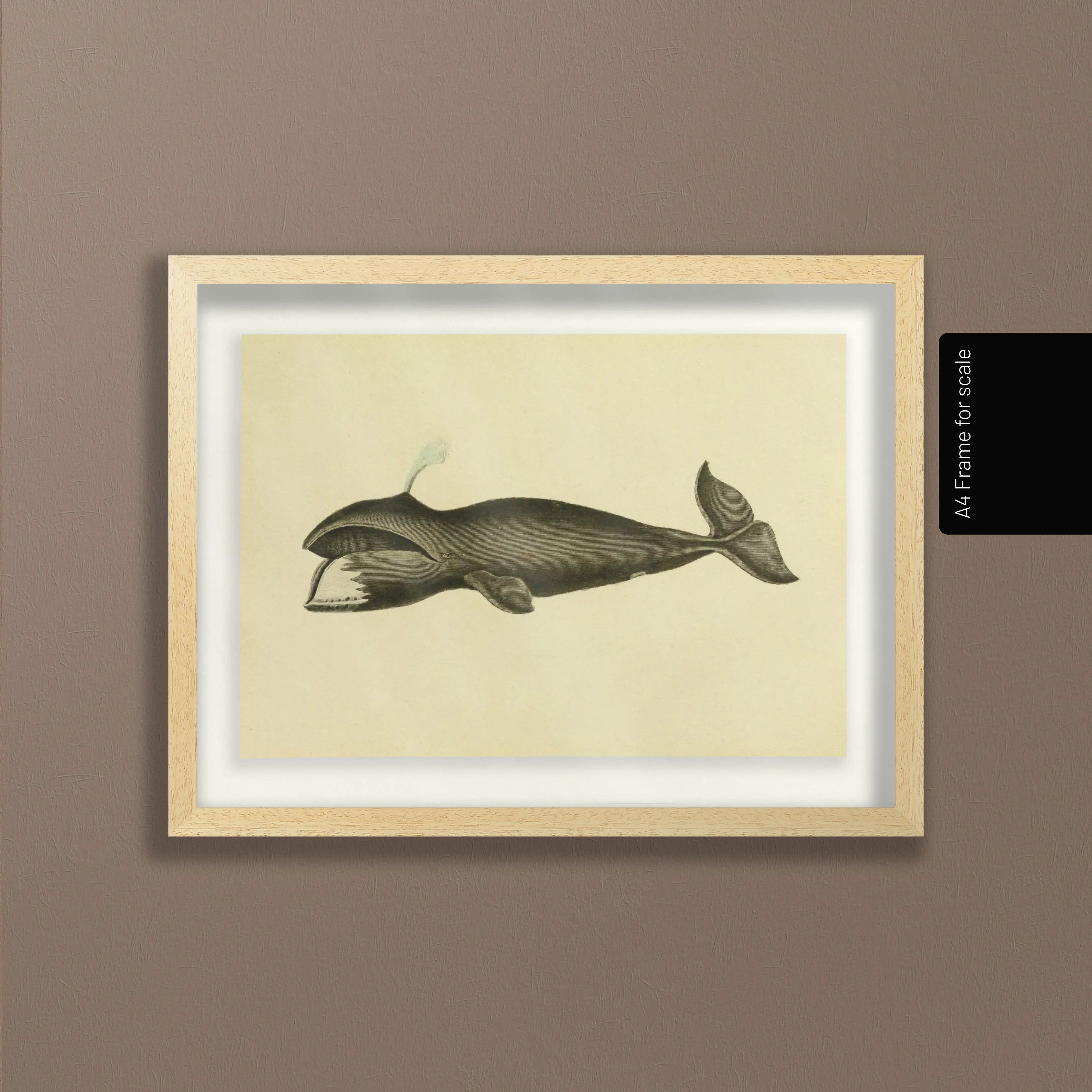 Natural History: Plate No. 113