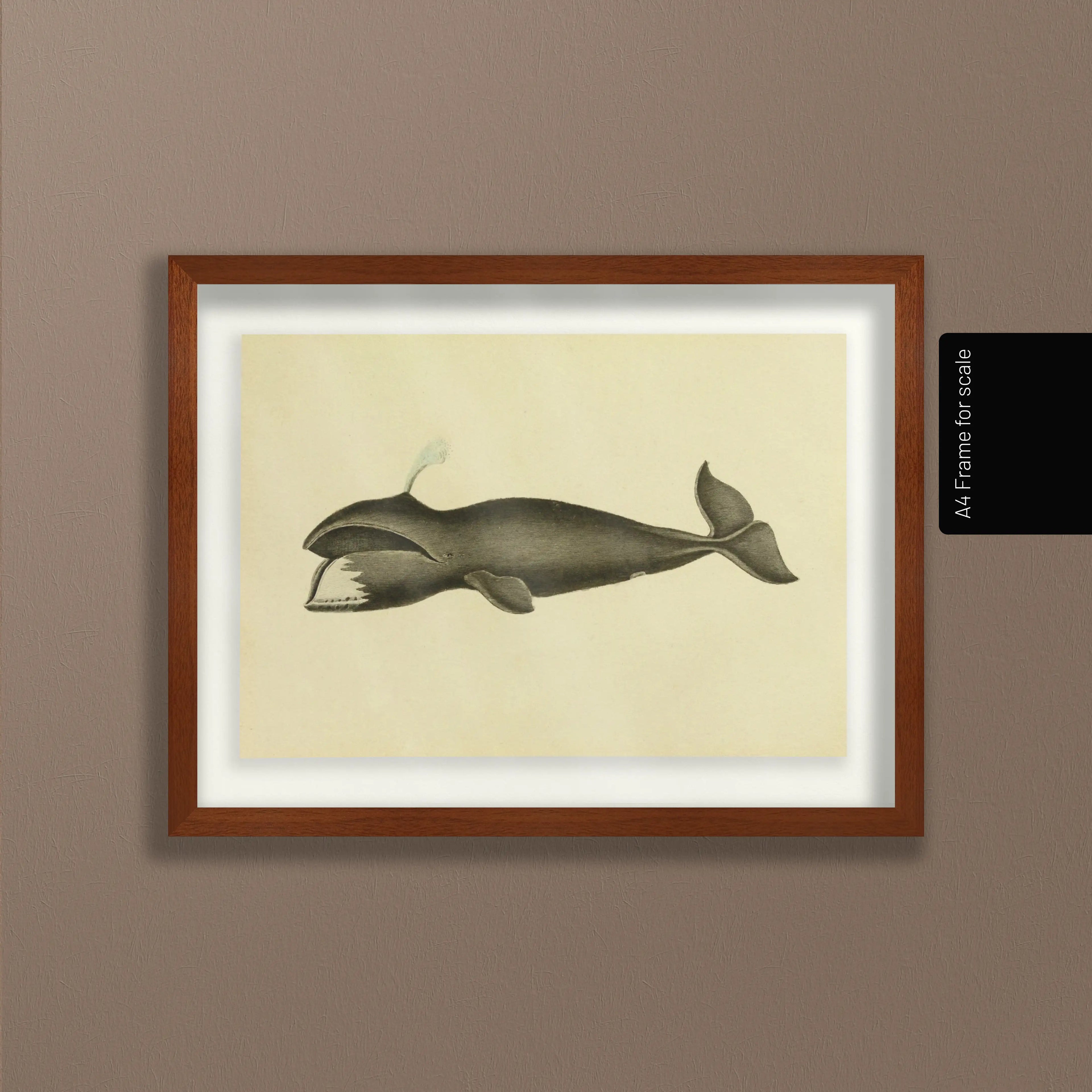 Natural History: Plate No. 113