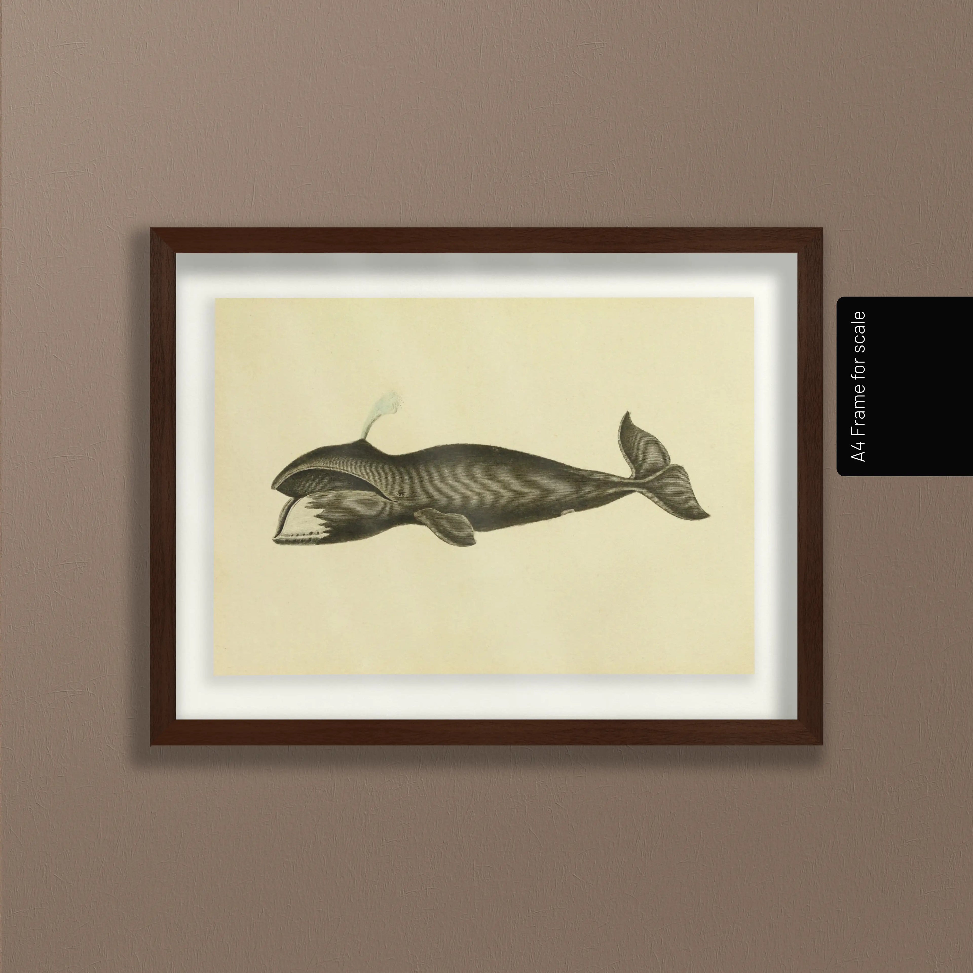 Natural History: Plate No. 113