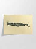 Natural History: Plate No. 114