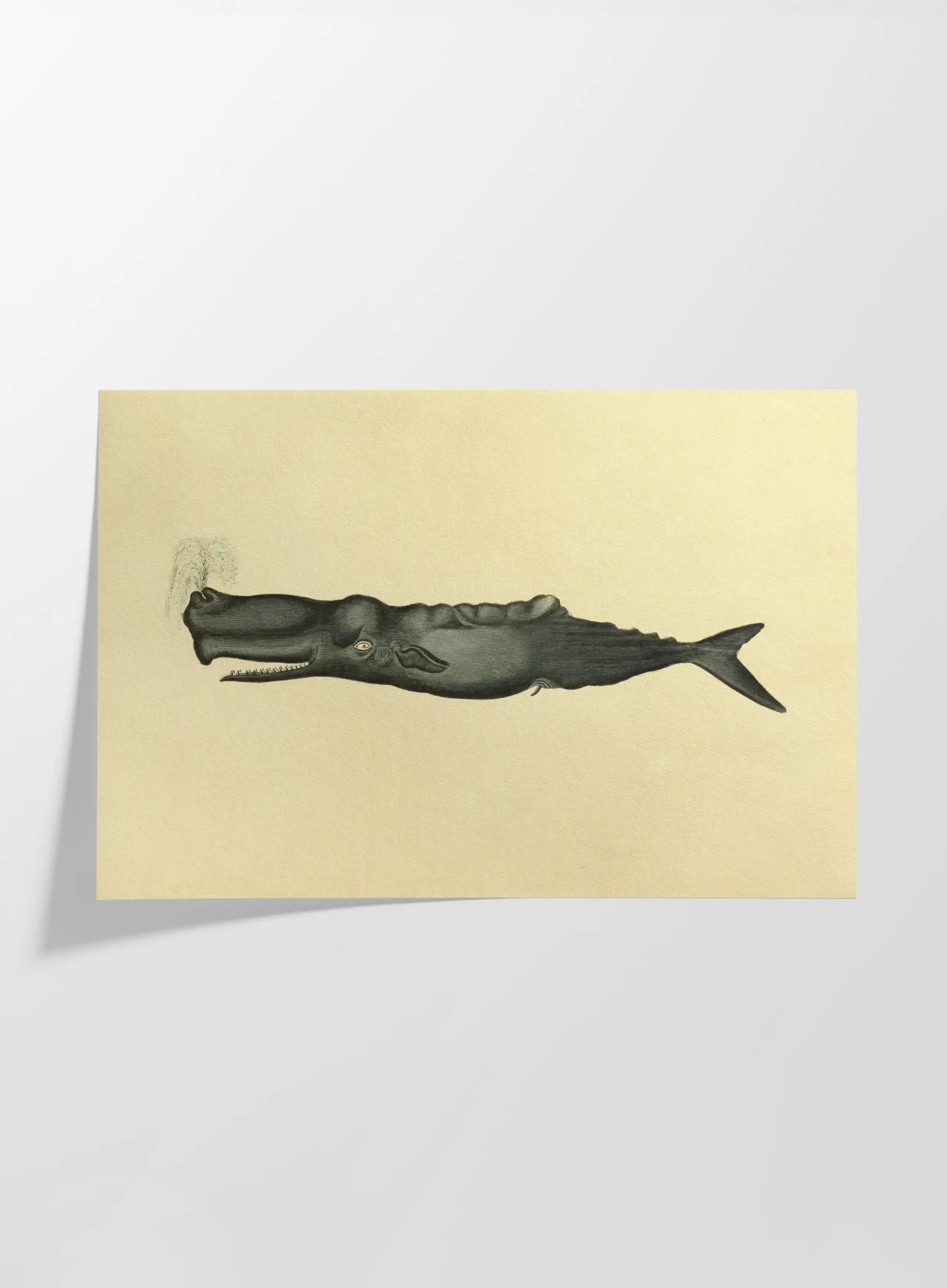 Natural History: Plate No. 114