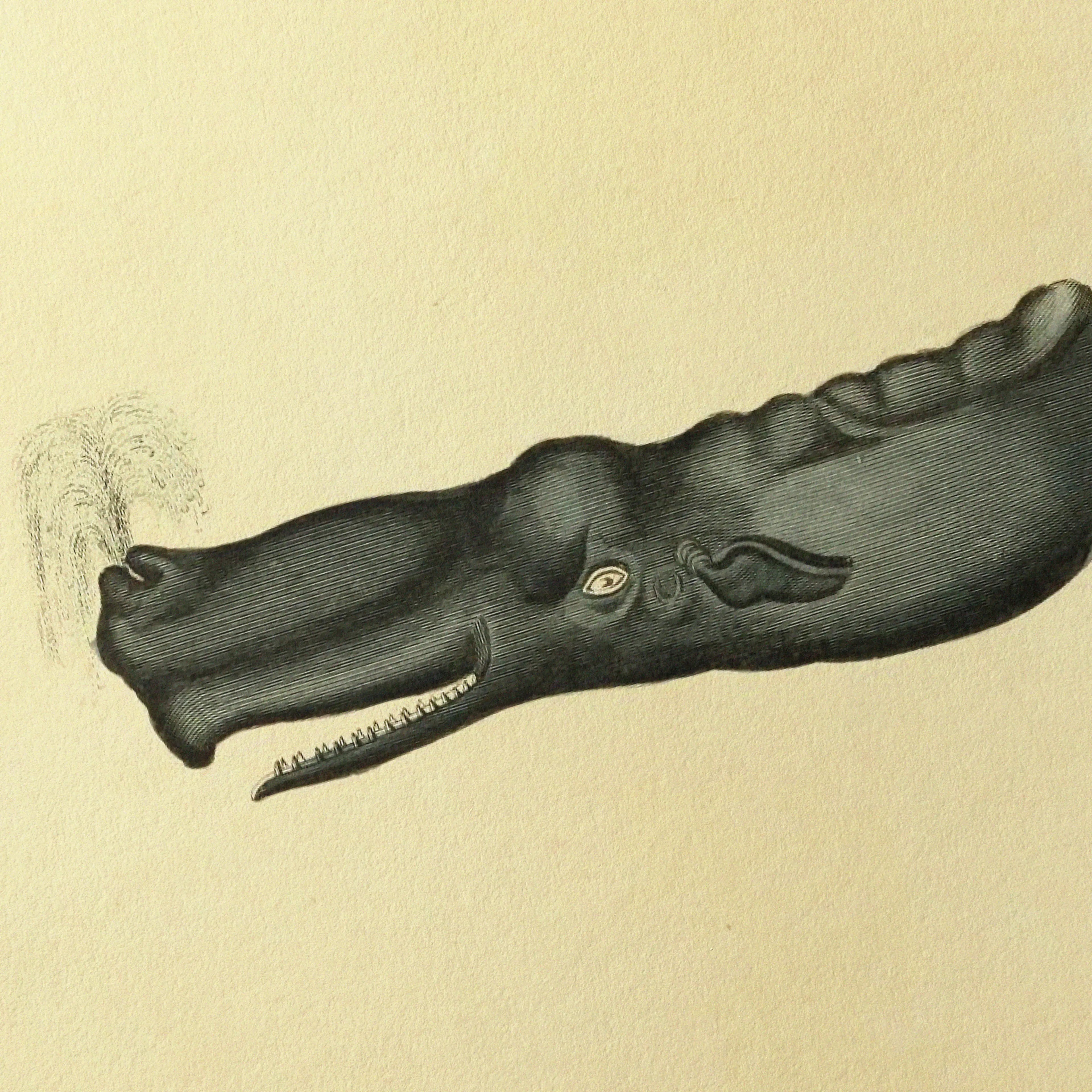 Natural History: Plate No. 114