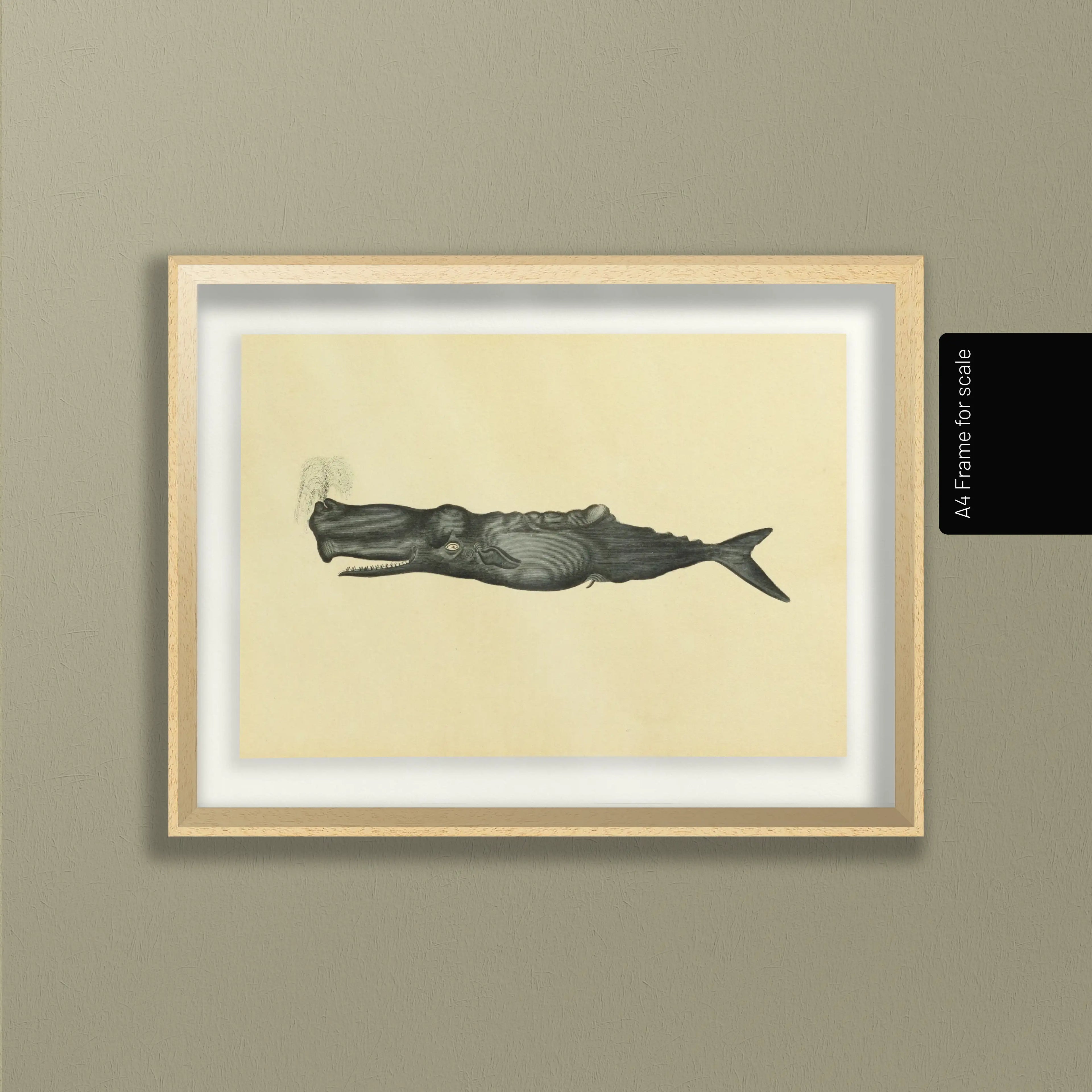 Natural History: Plate No. 114