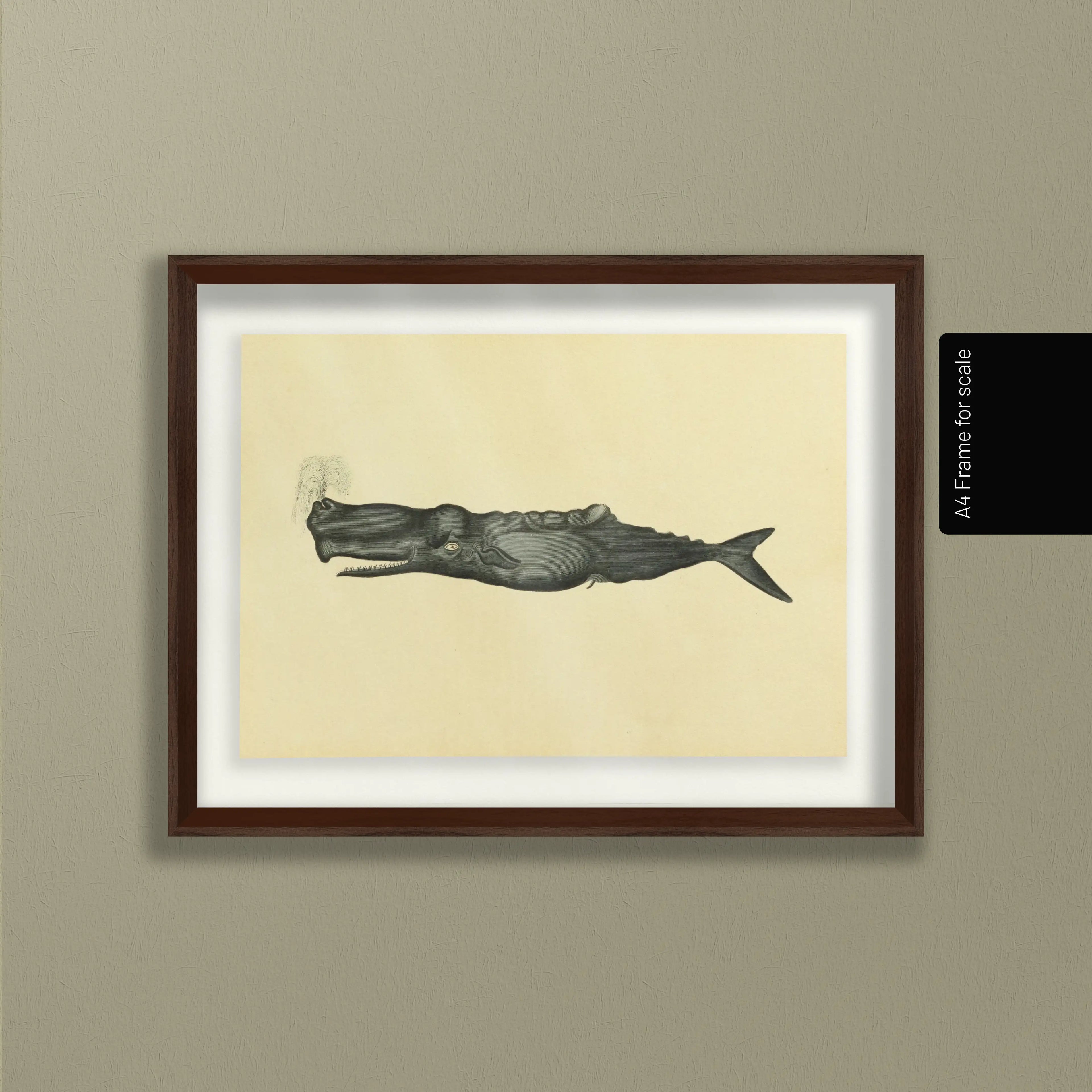 Natural History: Plate No. 114