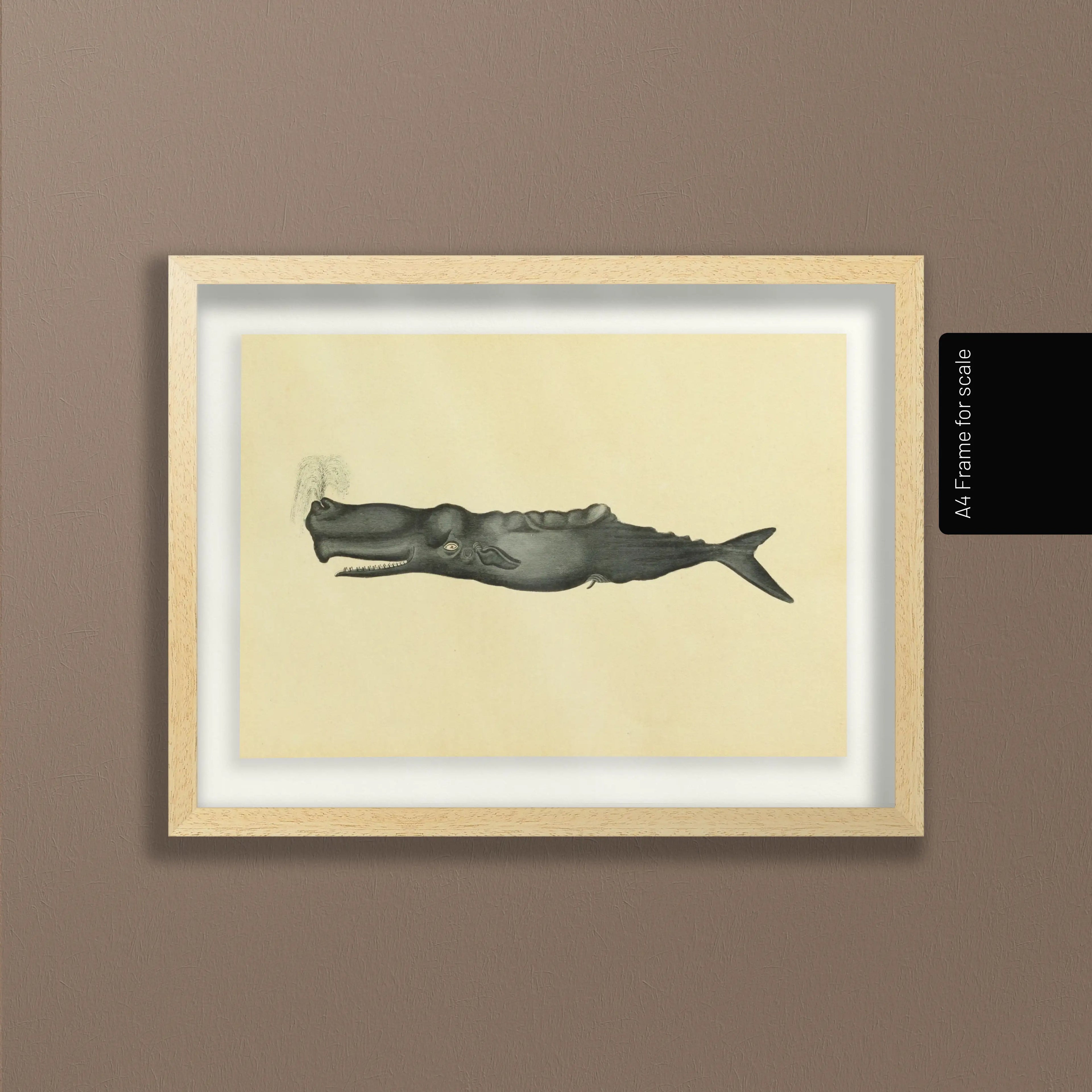 Natural History: Plate No. 114