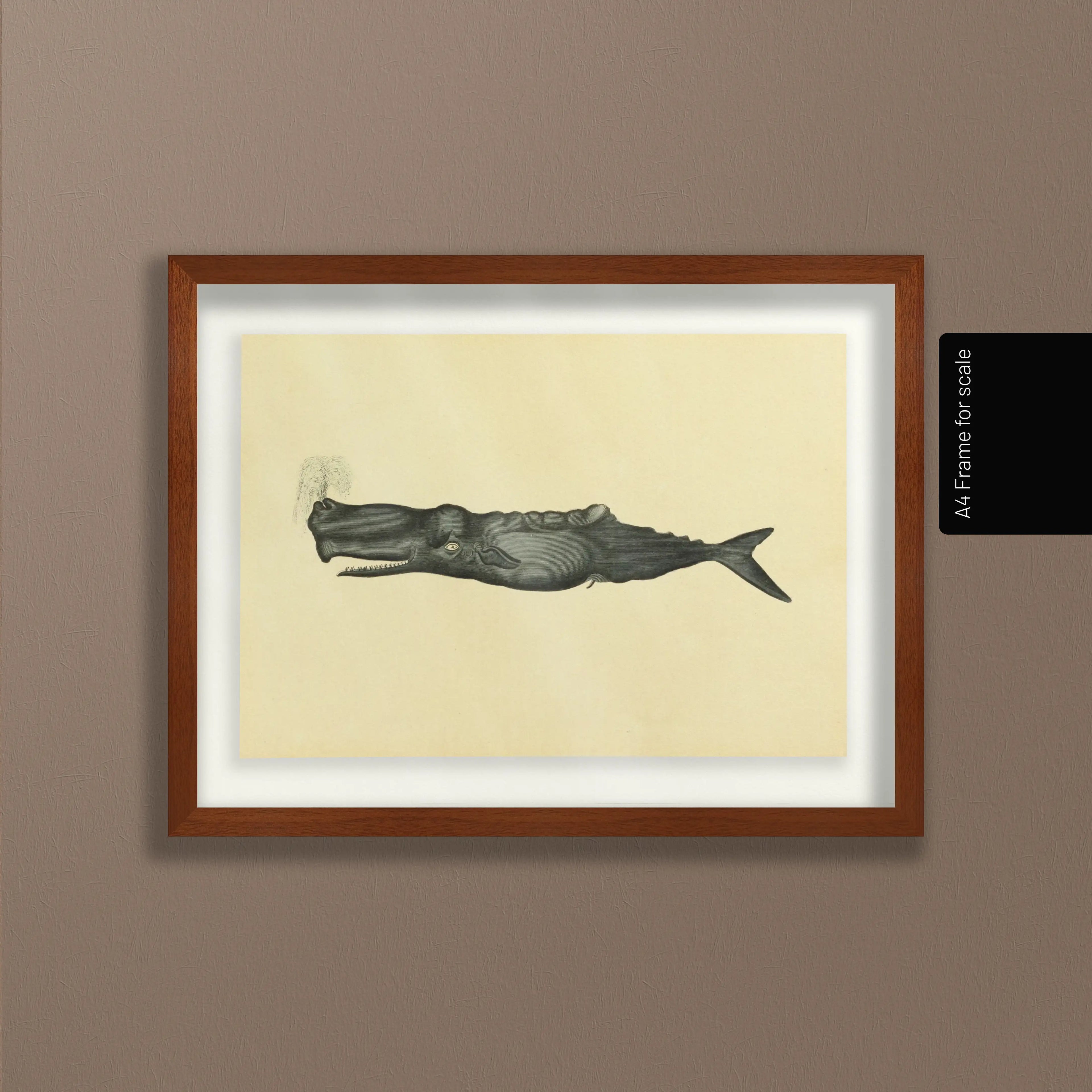 Natural History: Plate No. 114