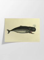 Natural History: Plate No. 115