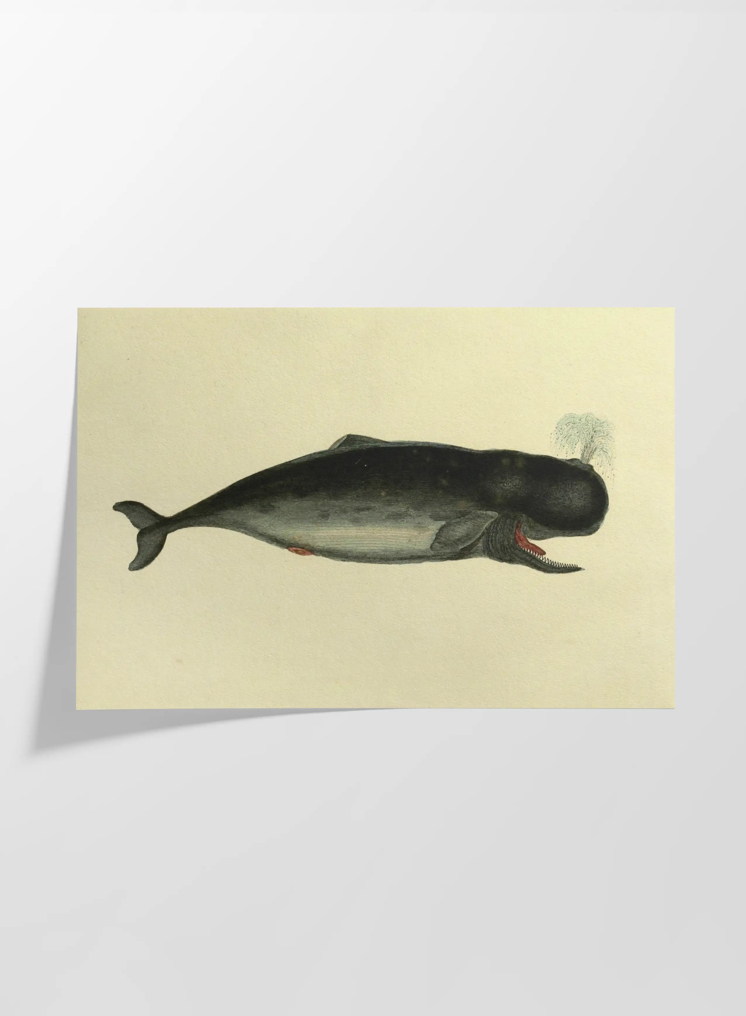 Natural History: Plate No. 115