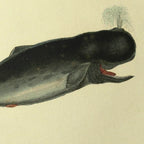 Natural History: Plate No. 115