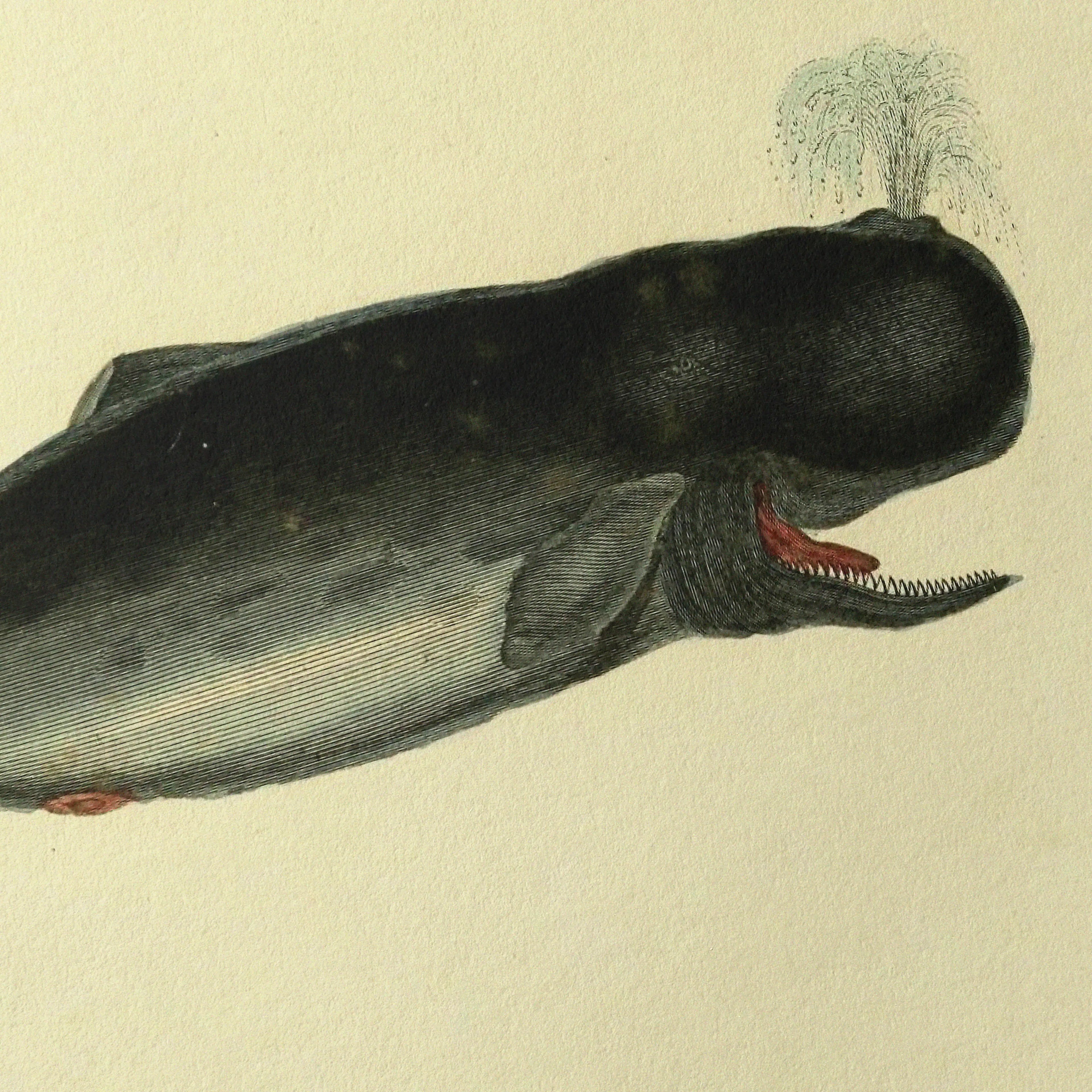 Natural History: Plate No. 115