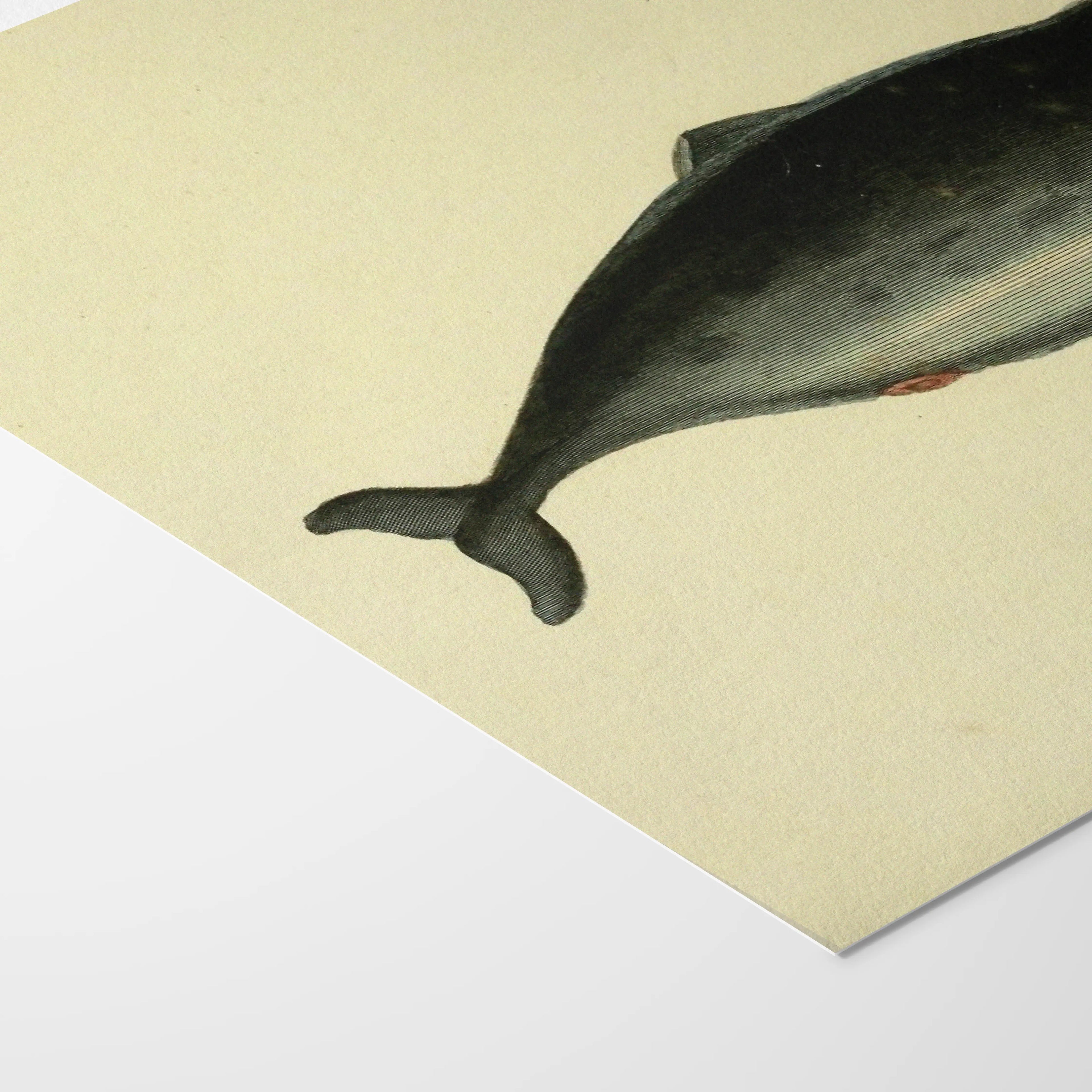 Natural History: Plate No. 115