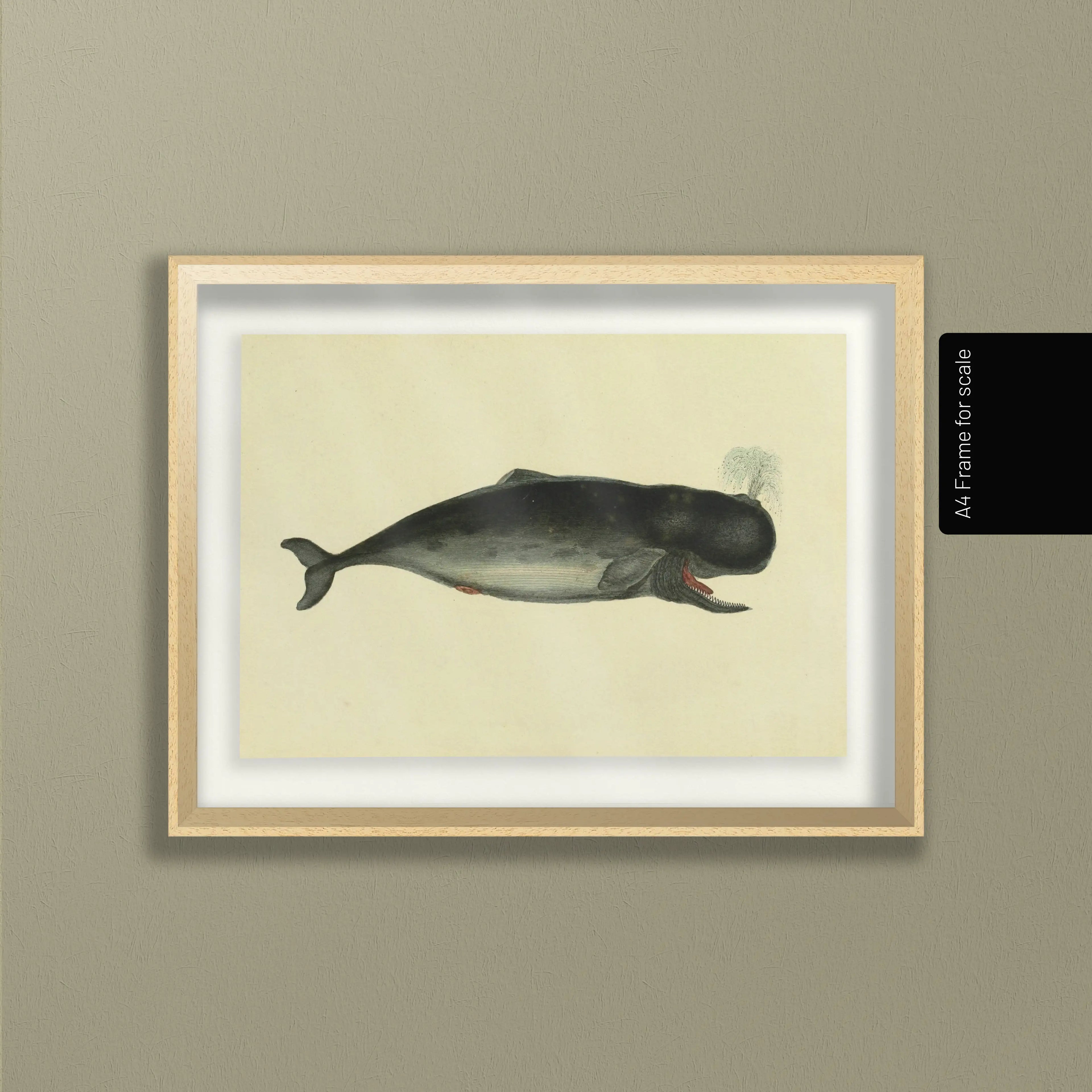 Natural History: Plate No. 115